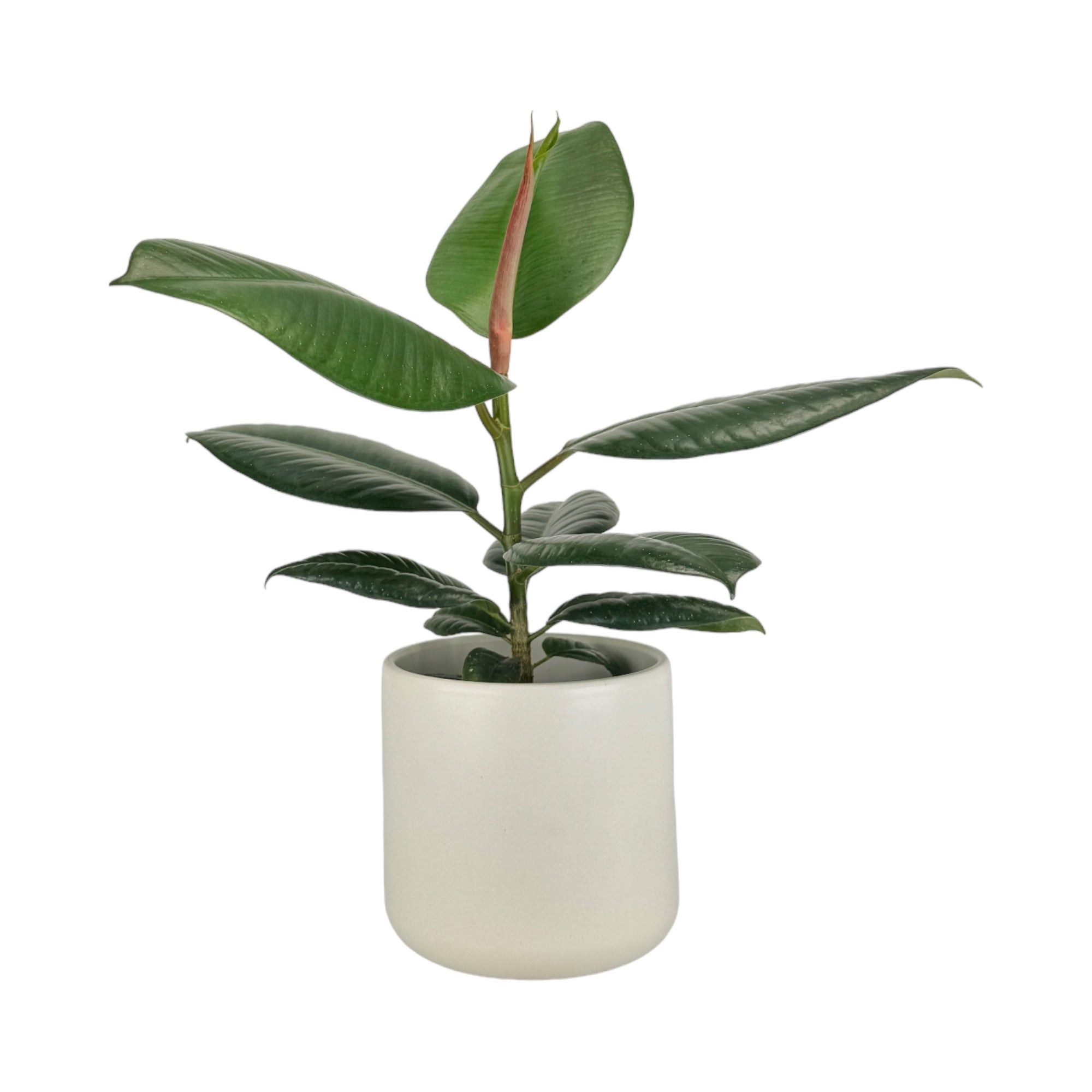 Ficus Mix 12cm White Ceramic