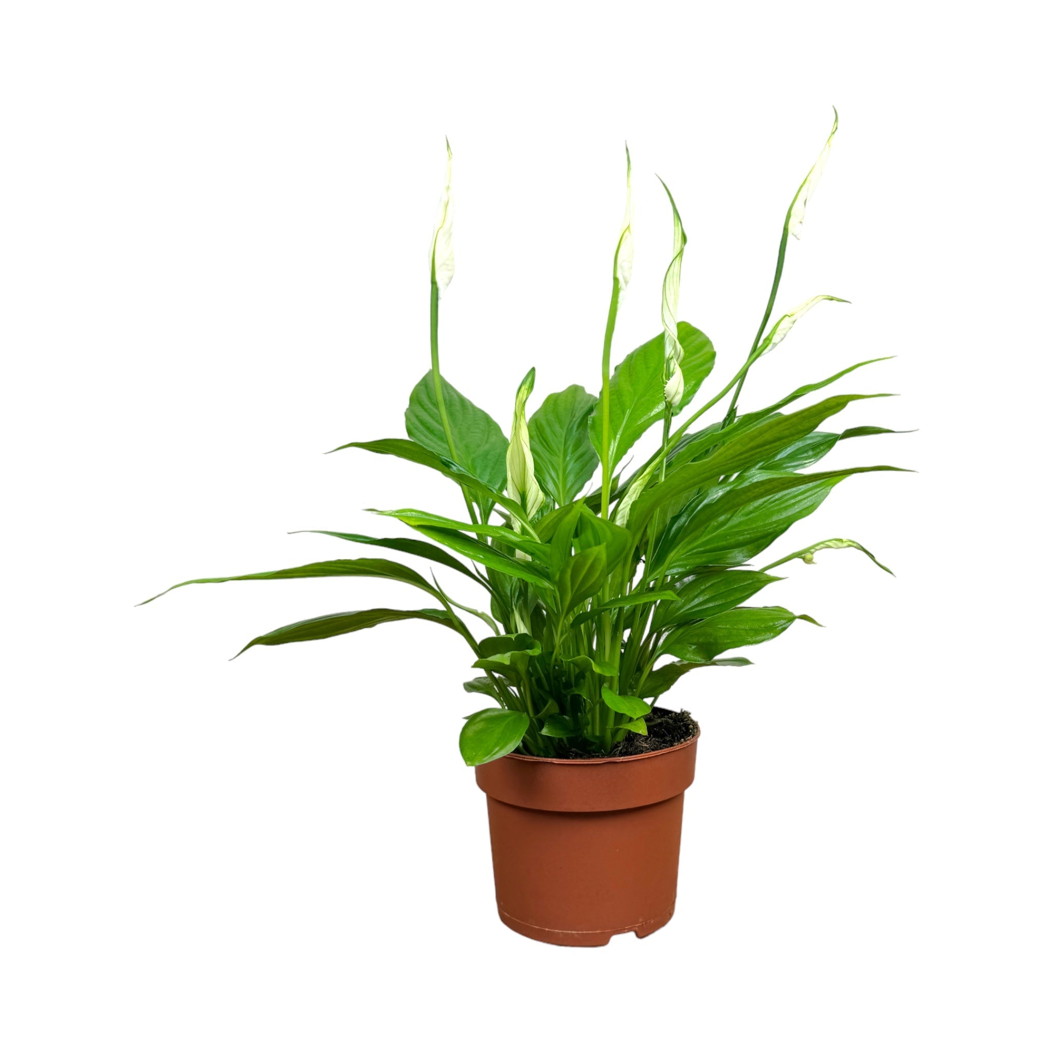 Spathiphyllum