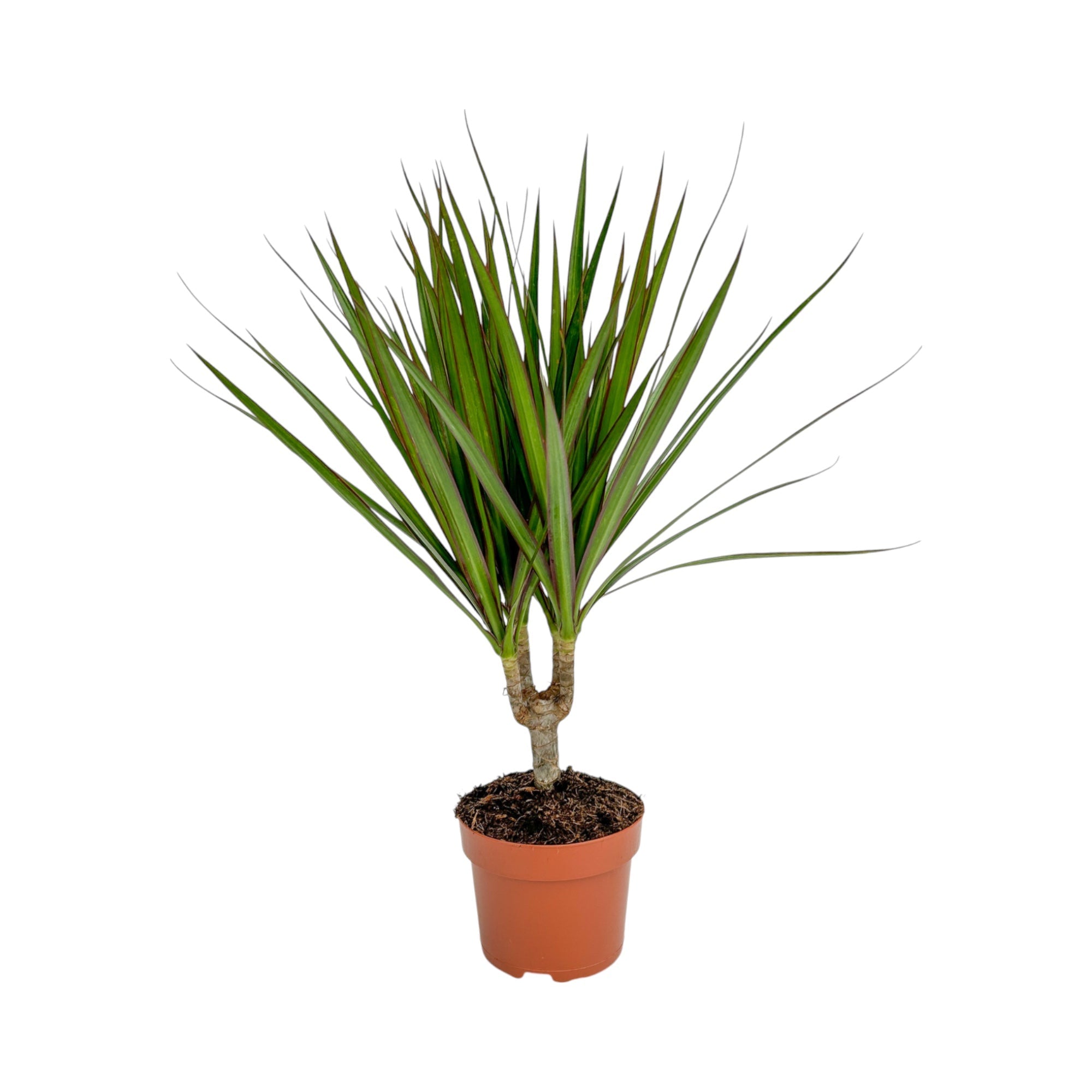 Green Plant Mix 12cm