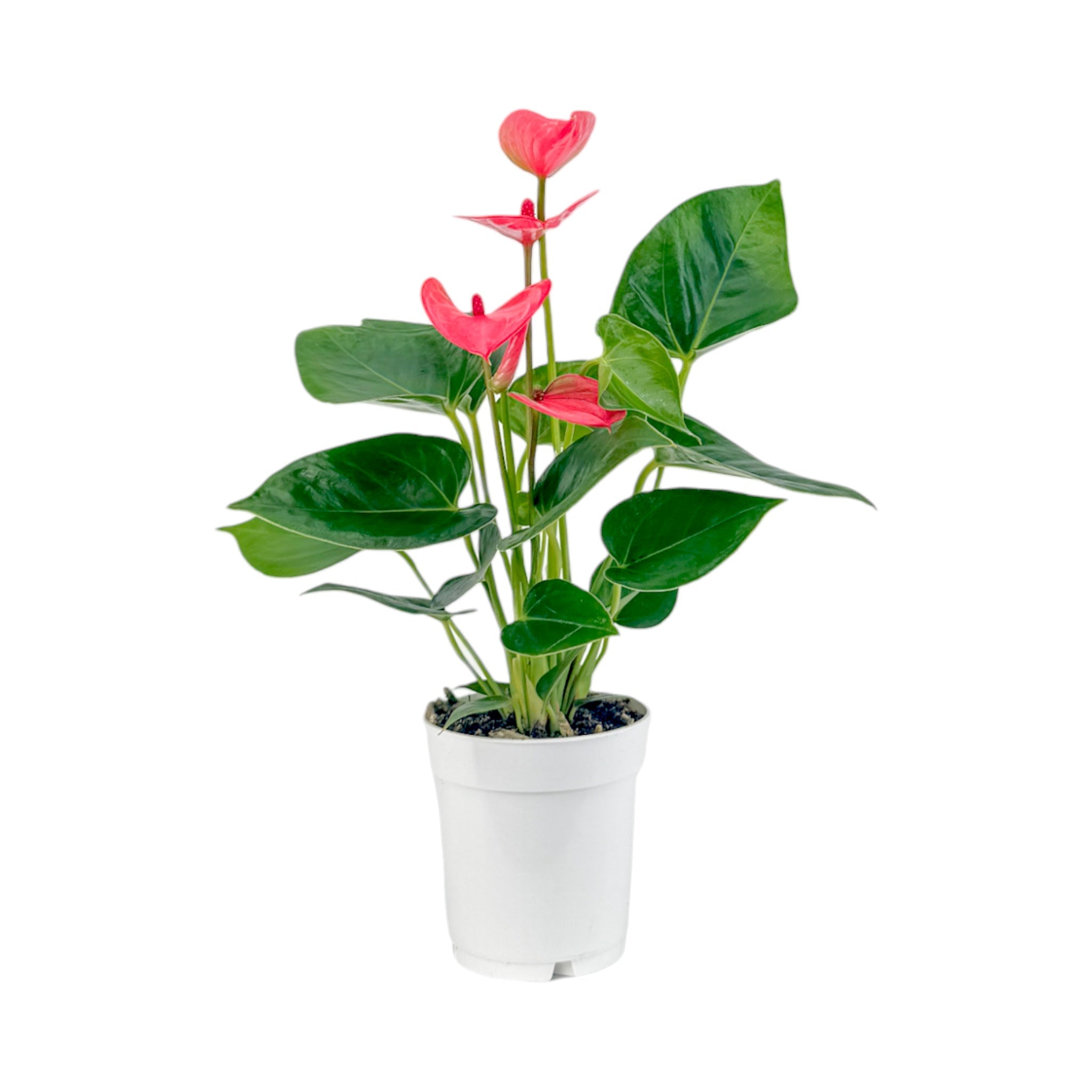 Anthurium Mixed Colours