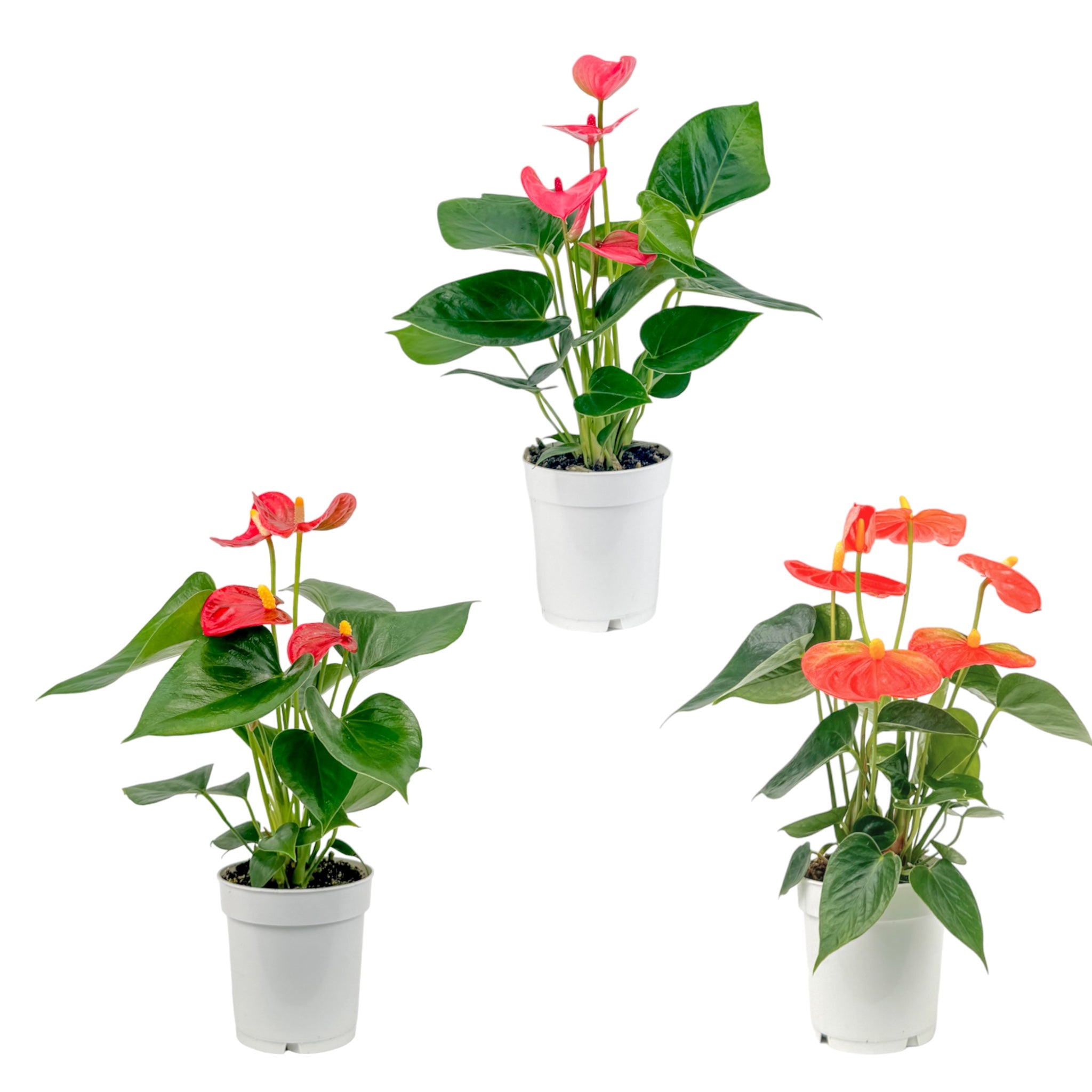 Anthurium Mixed Colours
