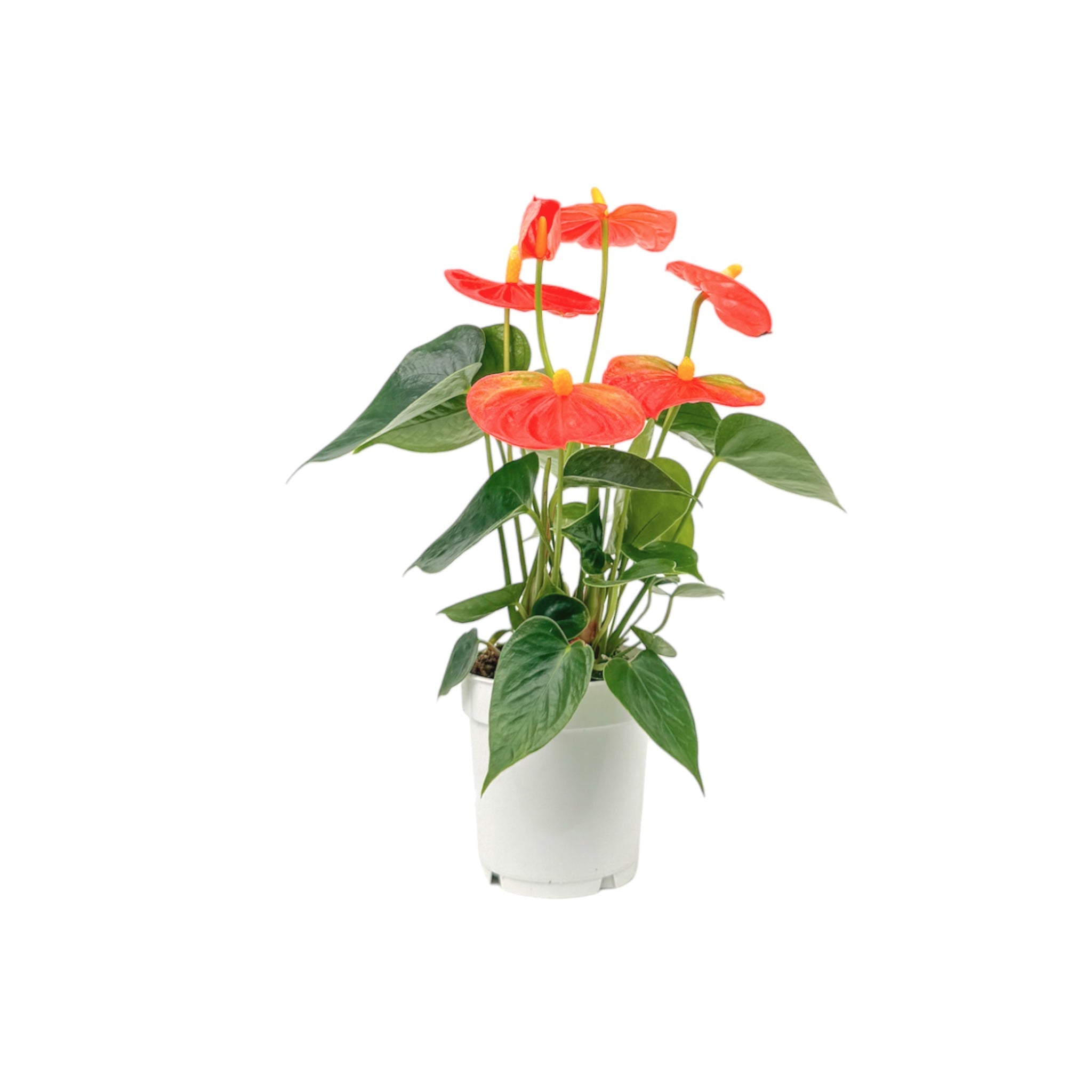 Anthurium Mixed Colours
