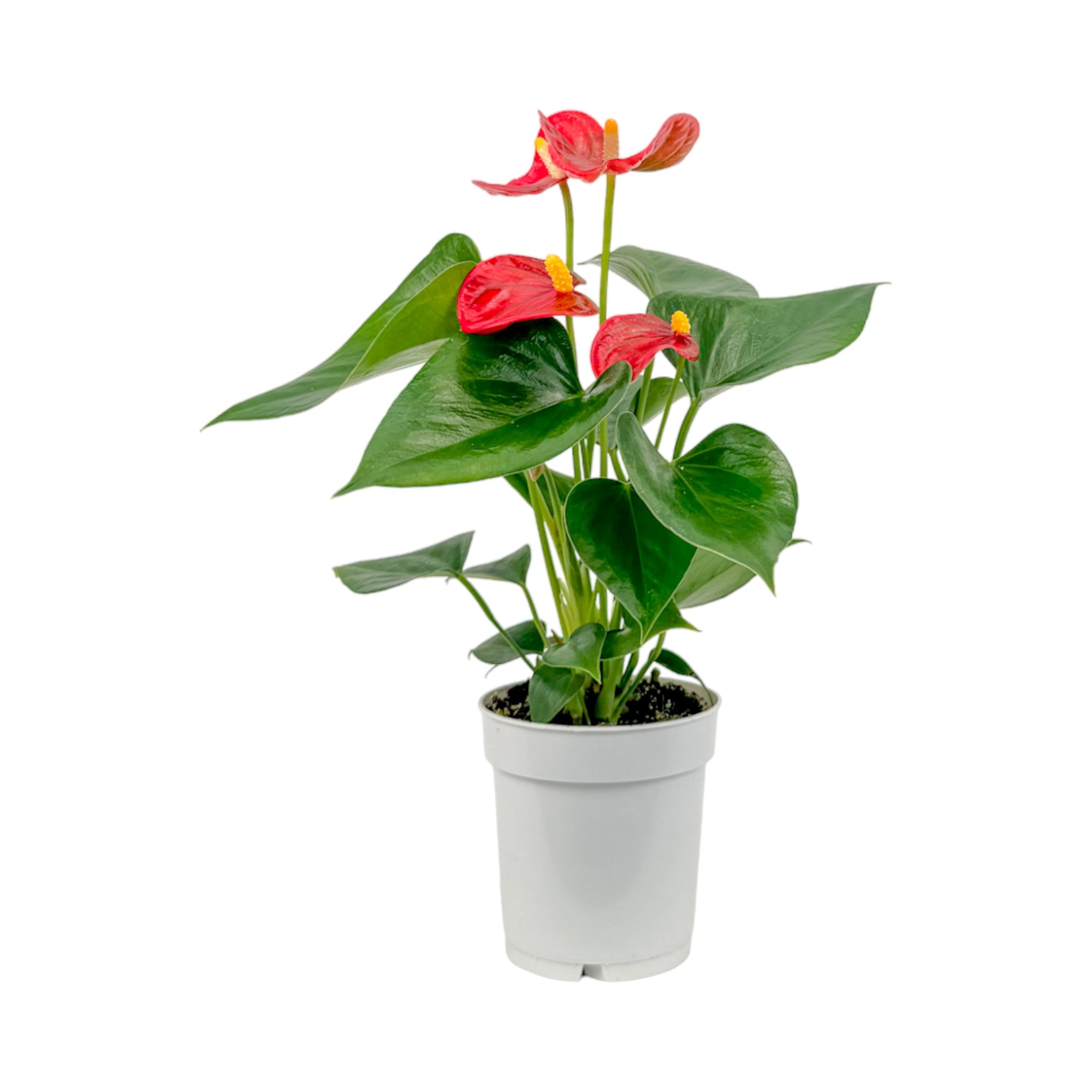 Anthurium Mixed Colours