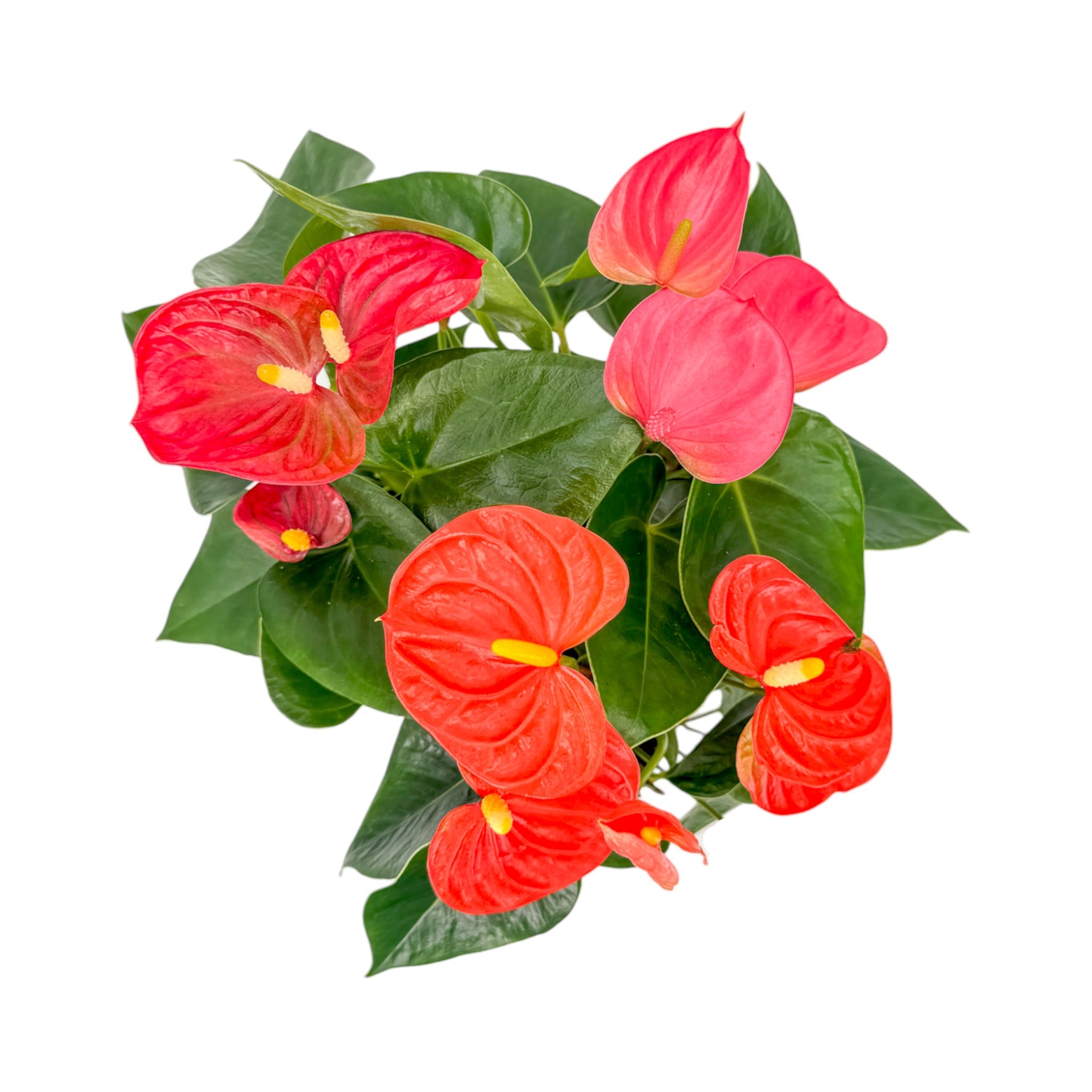Anthurium Mixed Colours