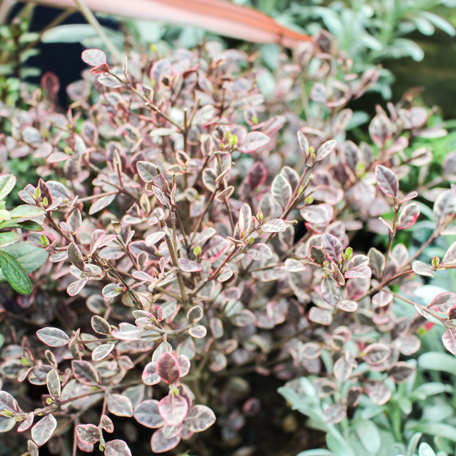 Lophomyrtus Magic Dragon 3L