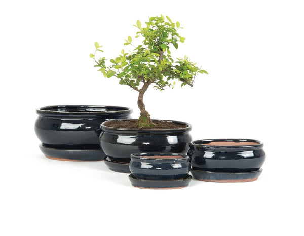 Woodlodge Oval Bonsai Blue Saucer