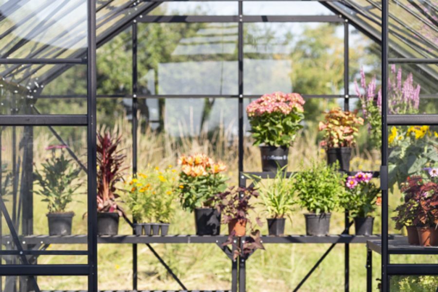 Vitavia Phoenix Greenhouse