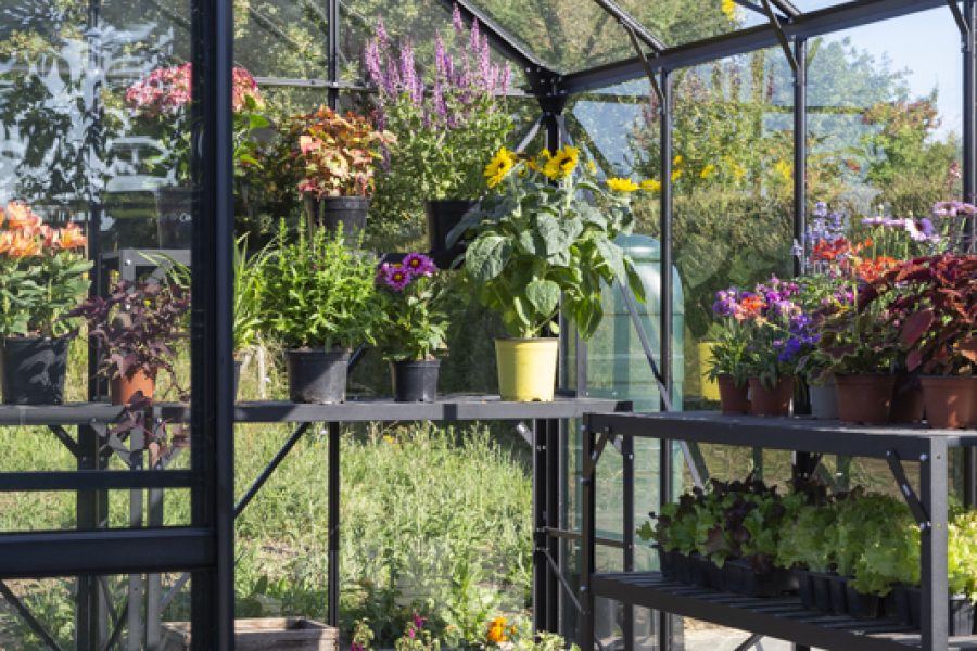 Vitavia Phoenix Greenhouse