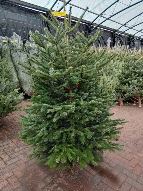 Premium Nordman Fir 350-400cm