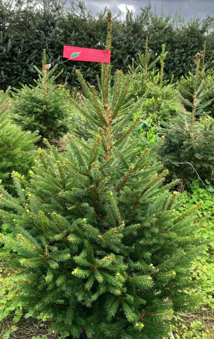 Norway Spruce 150-175cm.