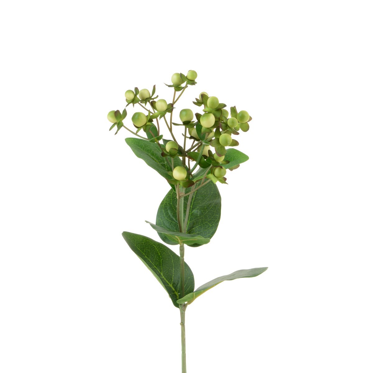 Hypericum Stem Green