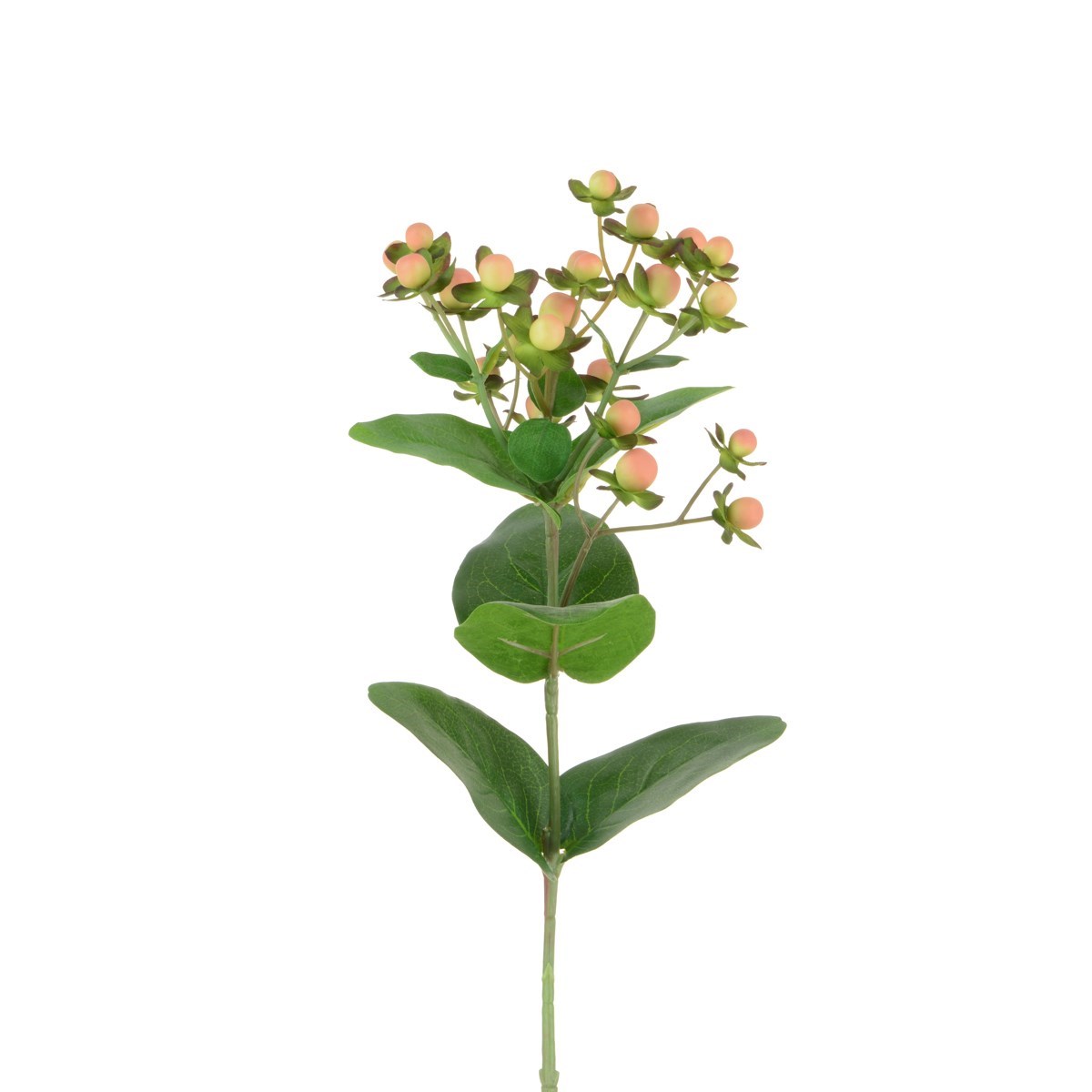 Hypericum Stem