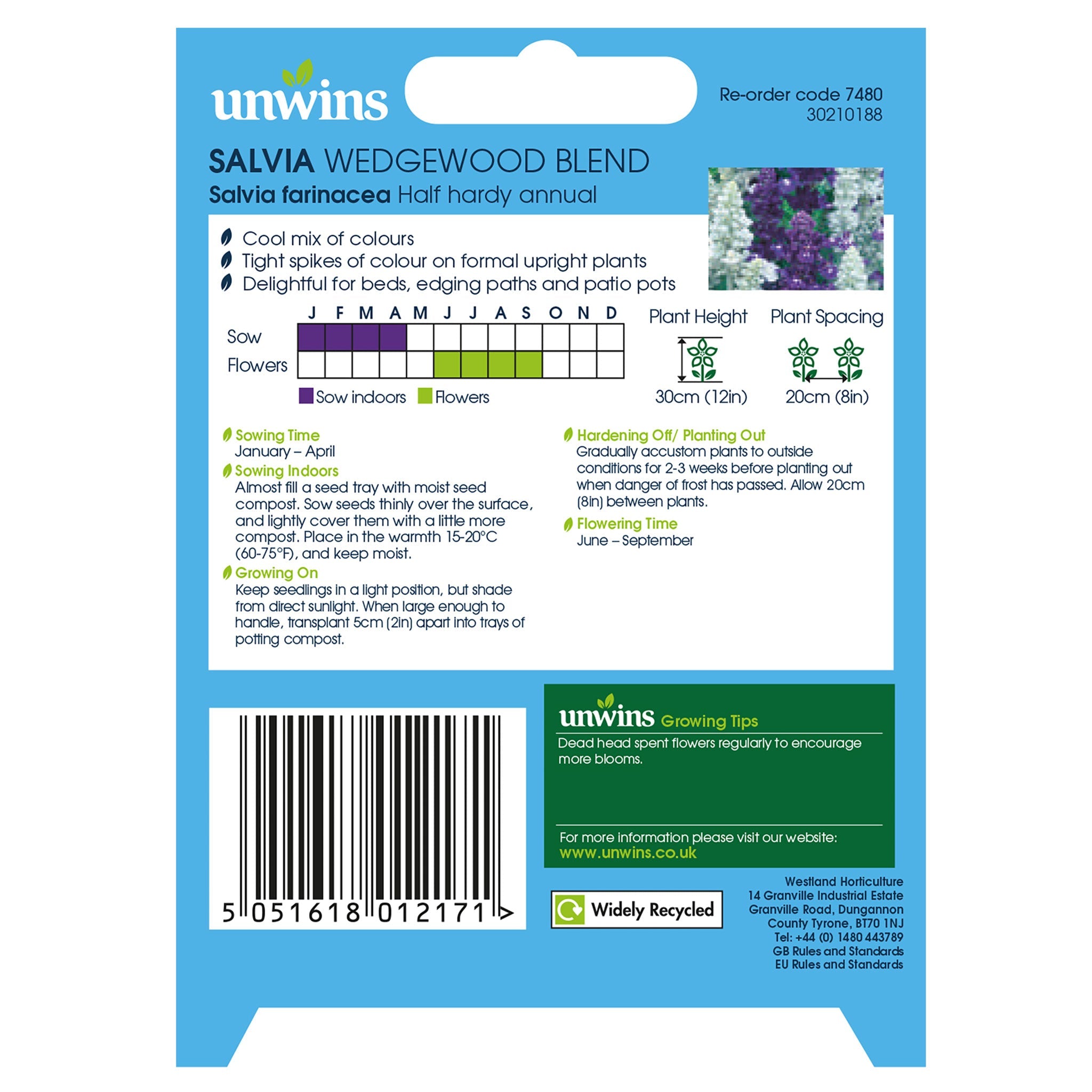 Unwins Salvia Wedgewood Blend Seeds