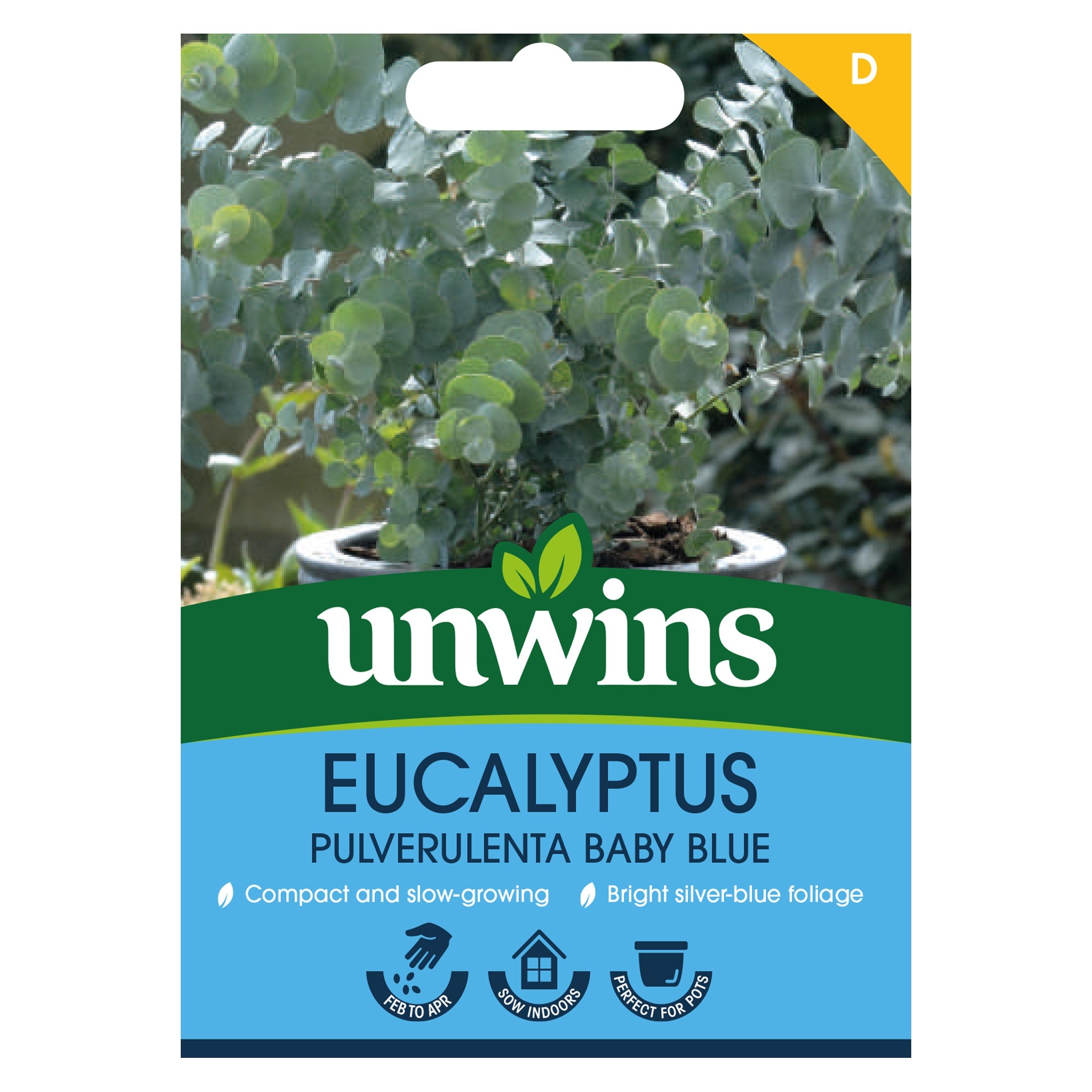 Unwins Eucalyptus Pulverulenta Baby Blue