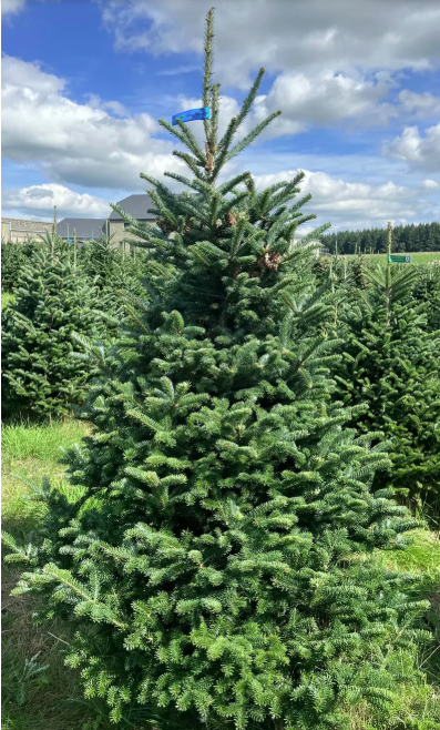 Premium Fraser Fir 150-175cm