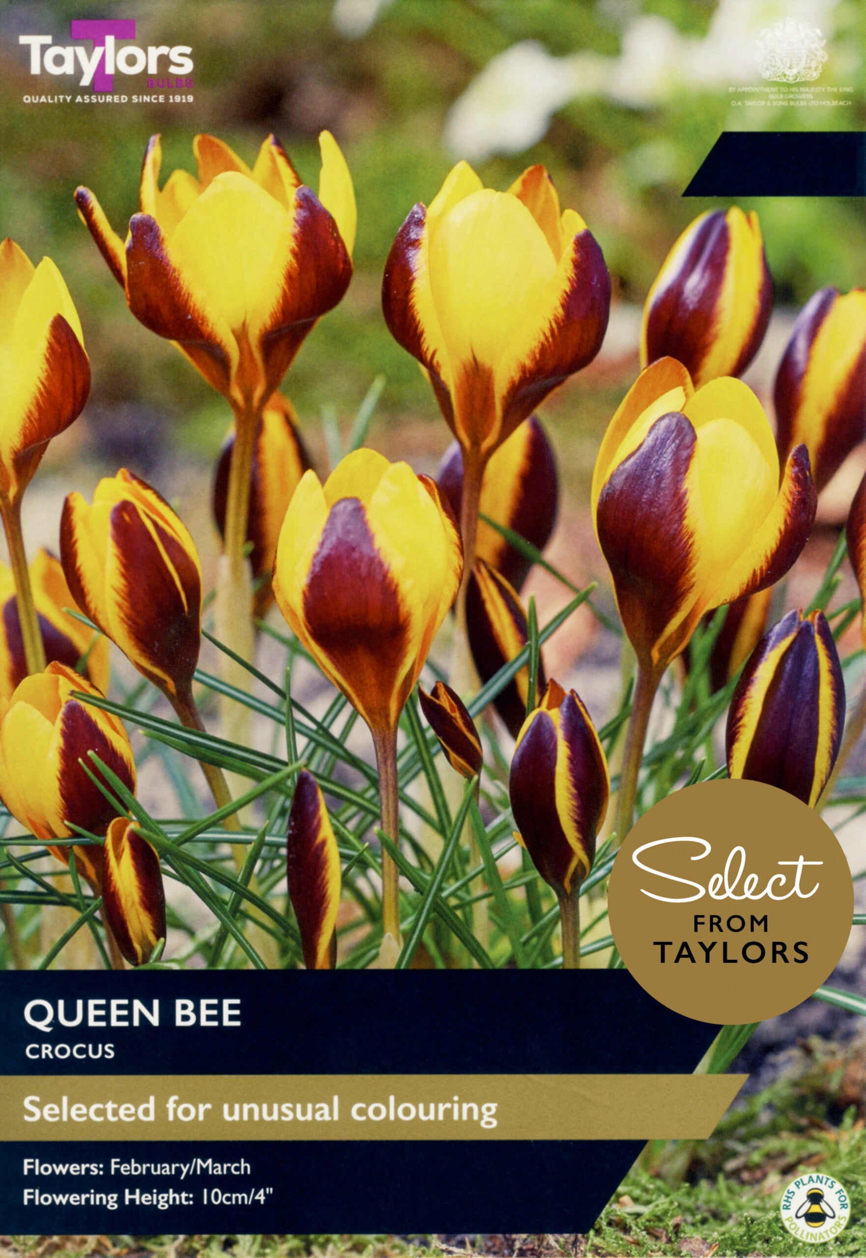 Taylor's Bulbs Select Premium Pack Crocus Queen Bee