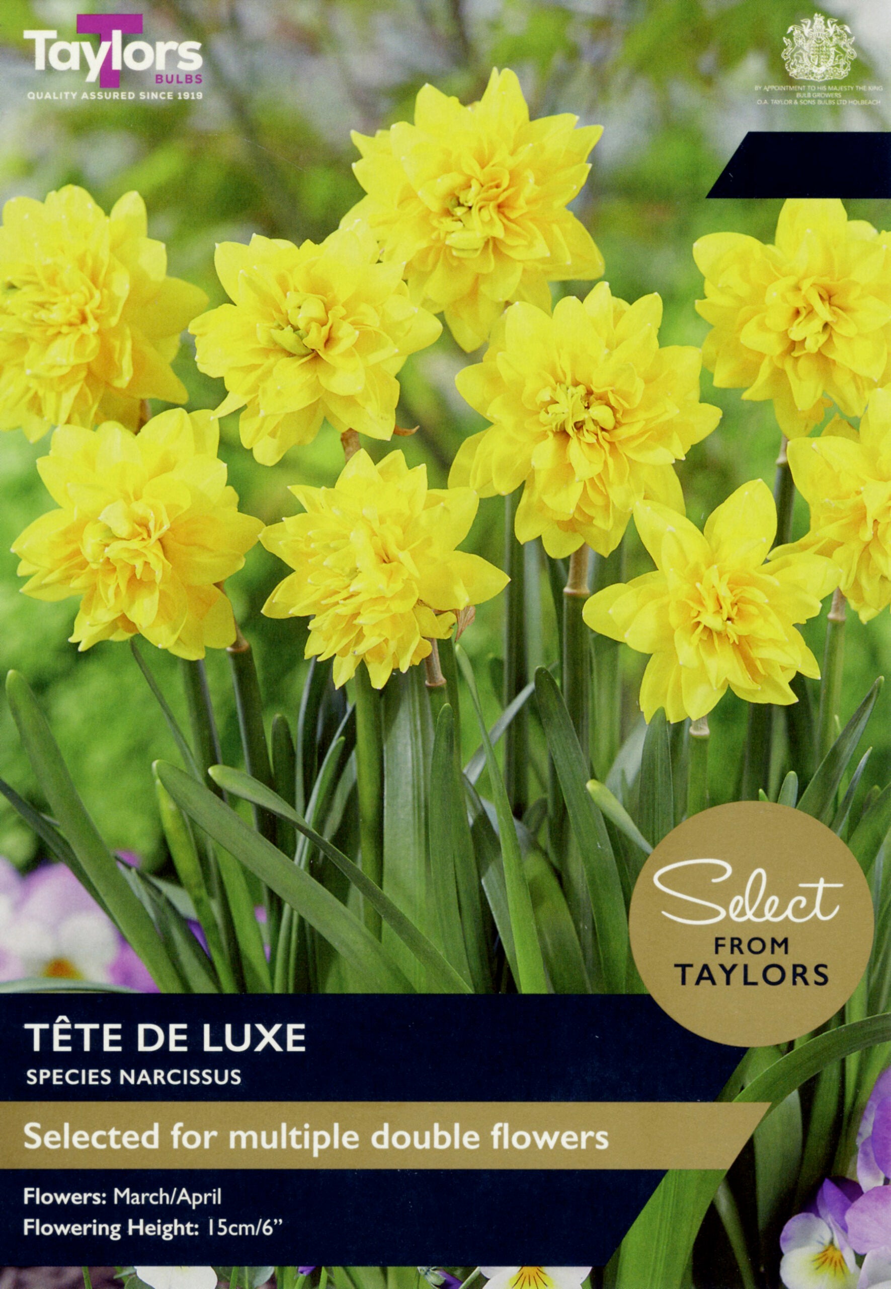 Taylor's Bulbs Select Premium Range Narcissus Tete De Luxe