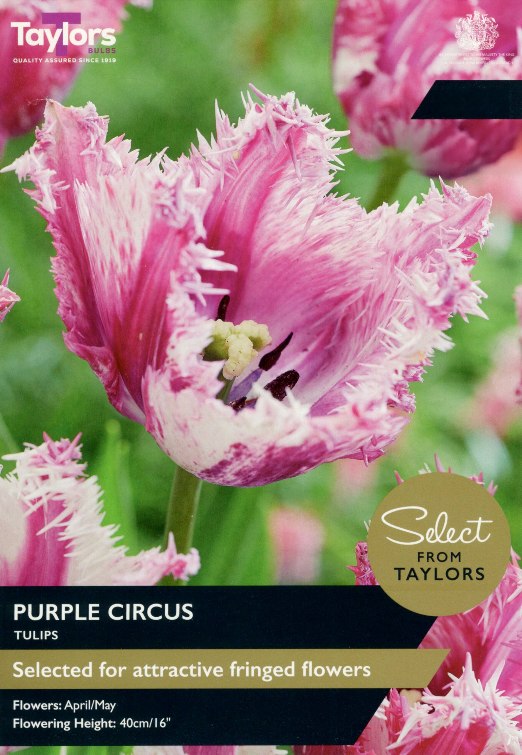 Taylor's Bulbs Select Premium Pack Tulip Purple Circus