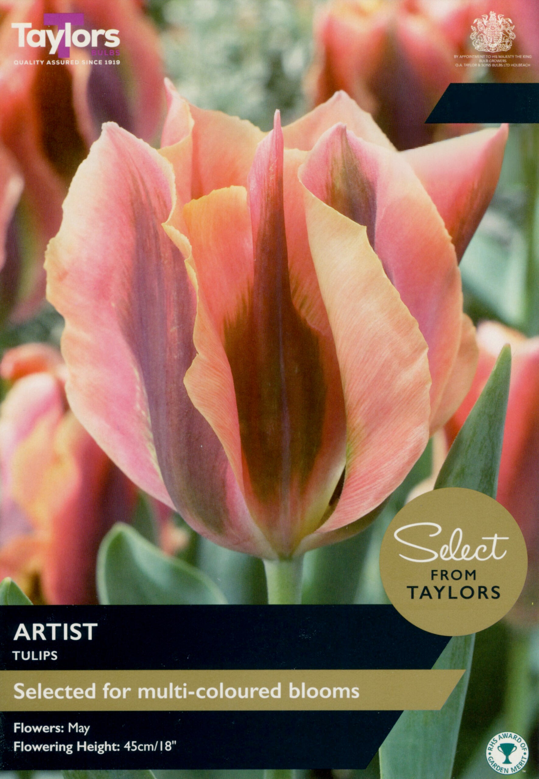 Taylor's Bulbs Select Premium Pack Tulip Artist Select