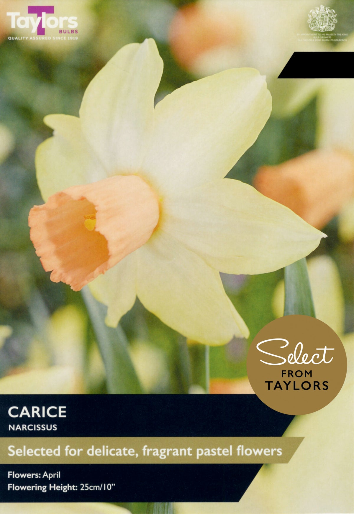 Taylor's Bulbs Select Premium Pack Narcissus Carice