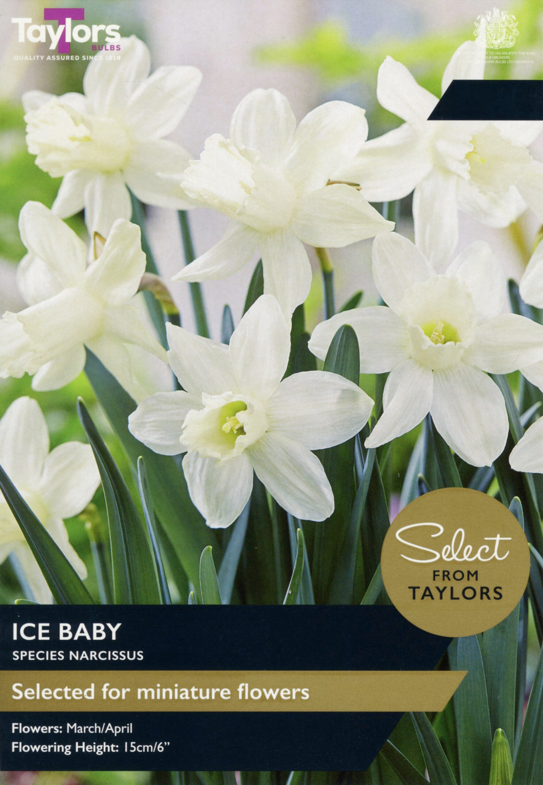 Taylor's Bulbs Select Premium Range Narcissus Ice Baby