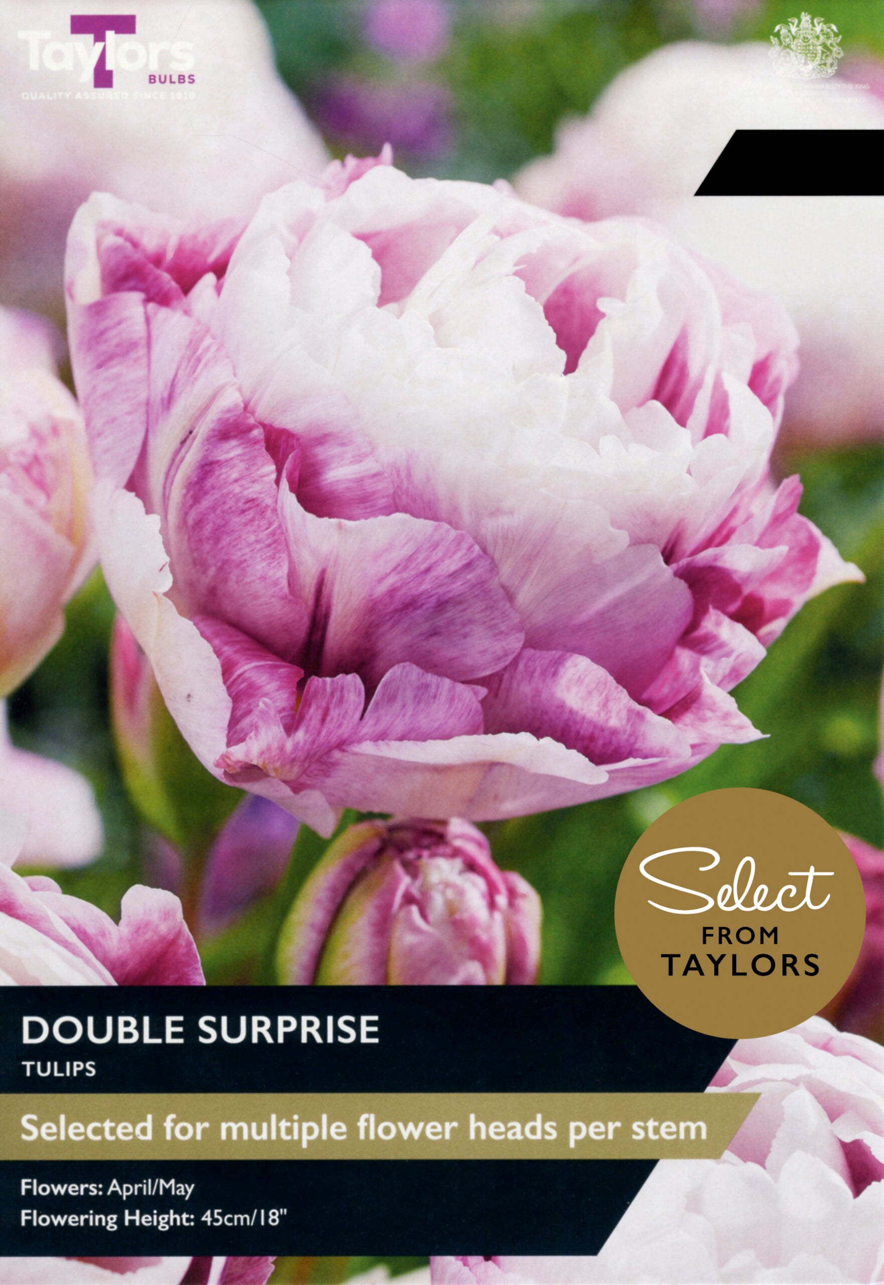 Taylor's Bulbs Select Premium Pack Tulip Double Surprise
