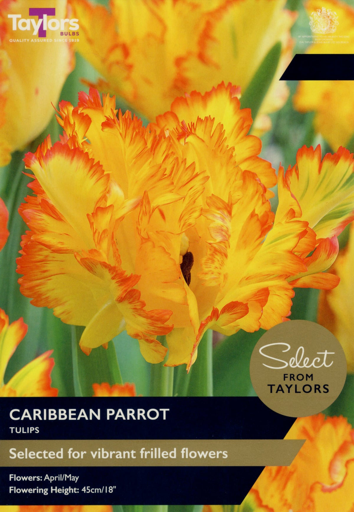 Taylor's Bulbs Select Premium Pack Tulip Caribbean Parrot