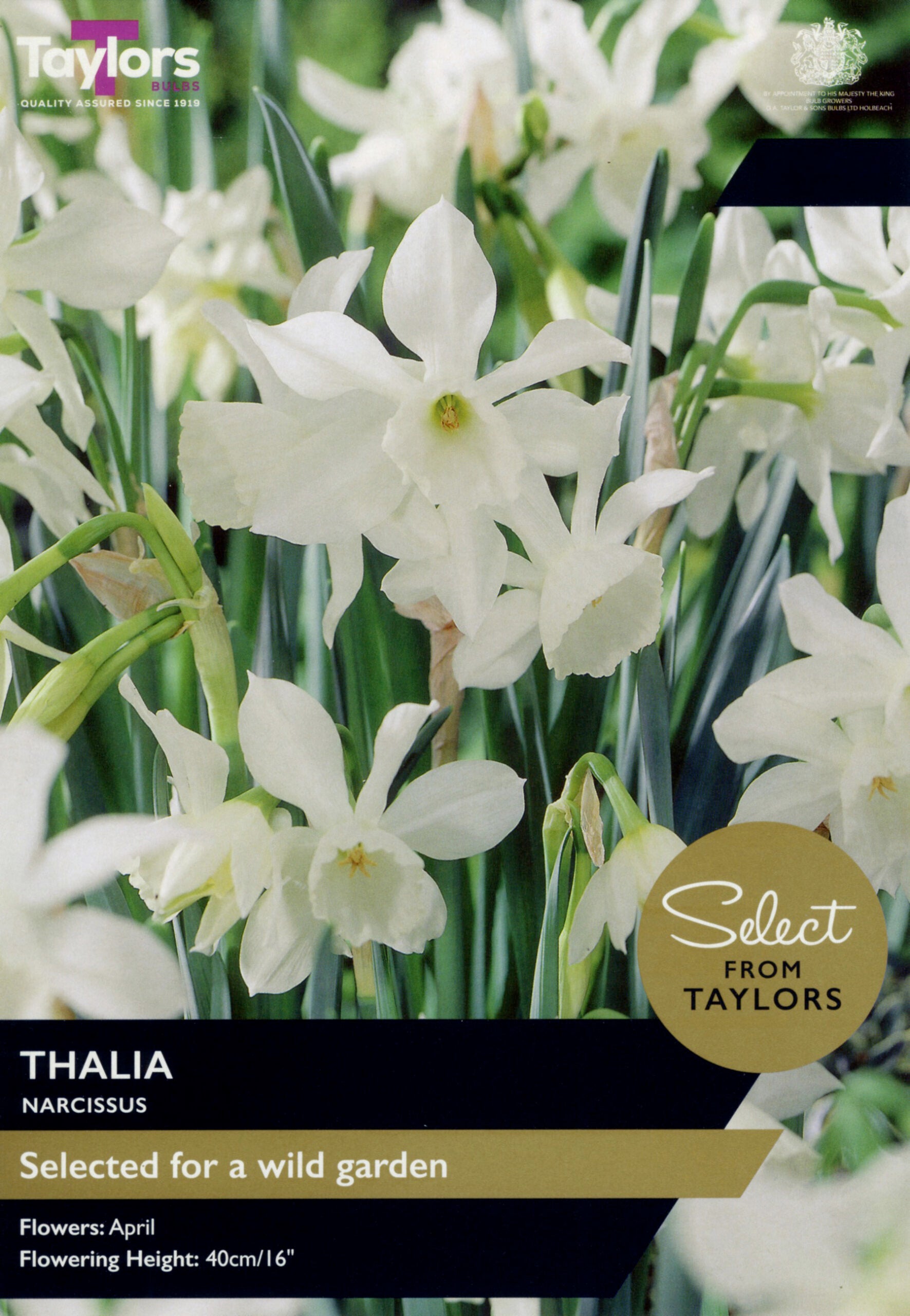 Taylor's Bulbs Select Premium Range Narcissus Thalia