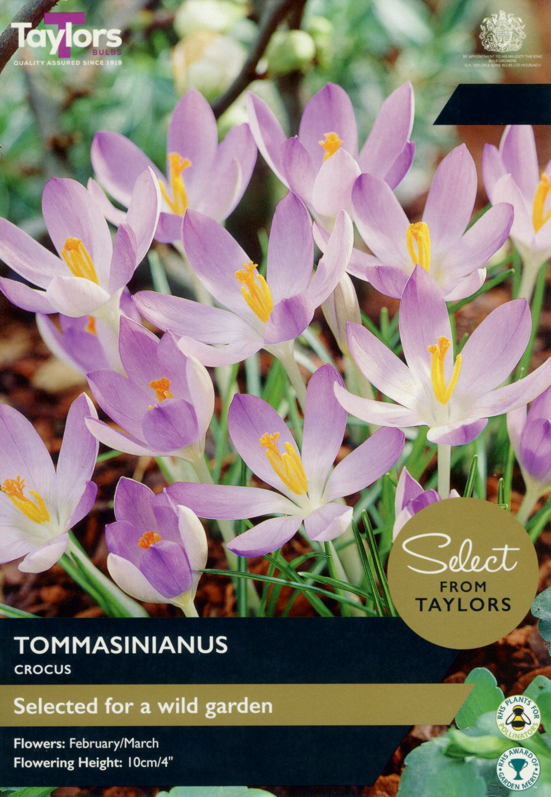 Taylor's Bulbs Select Premium Range Crocus Tommasinianus