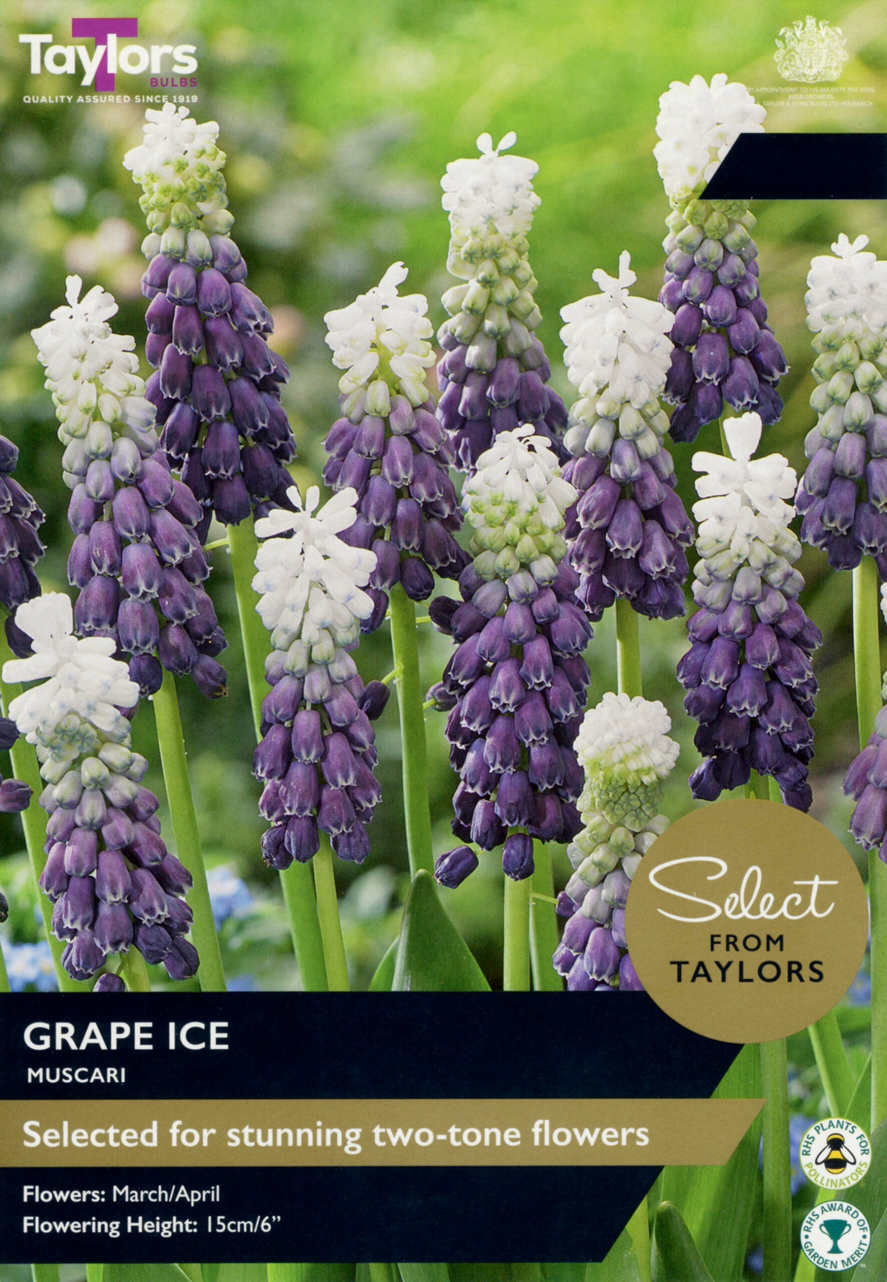 Taylor's Bulbs Select Premium Range Muscari Grape Ice