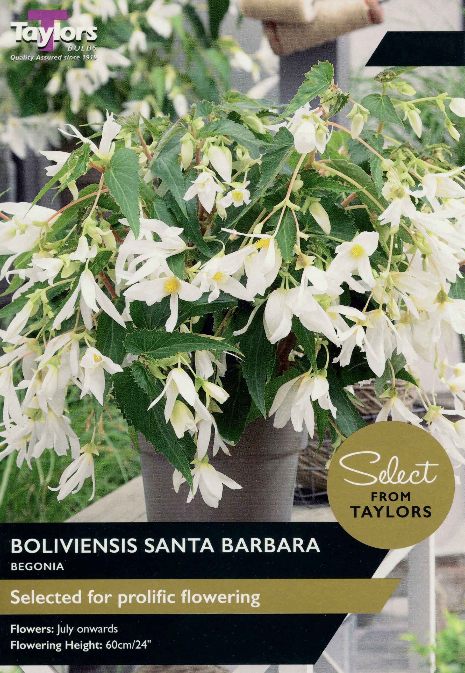 Taylor's Bulbs Begonia Boliviensis Santa Barbara Select Range
