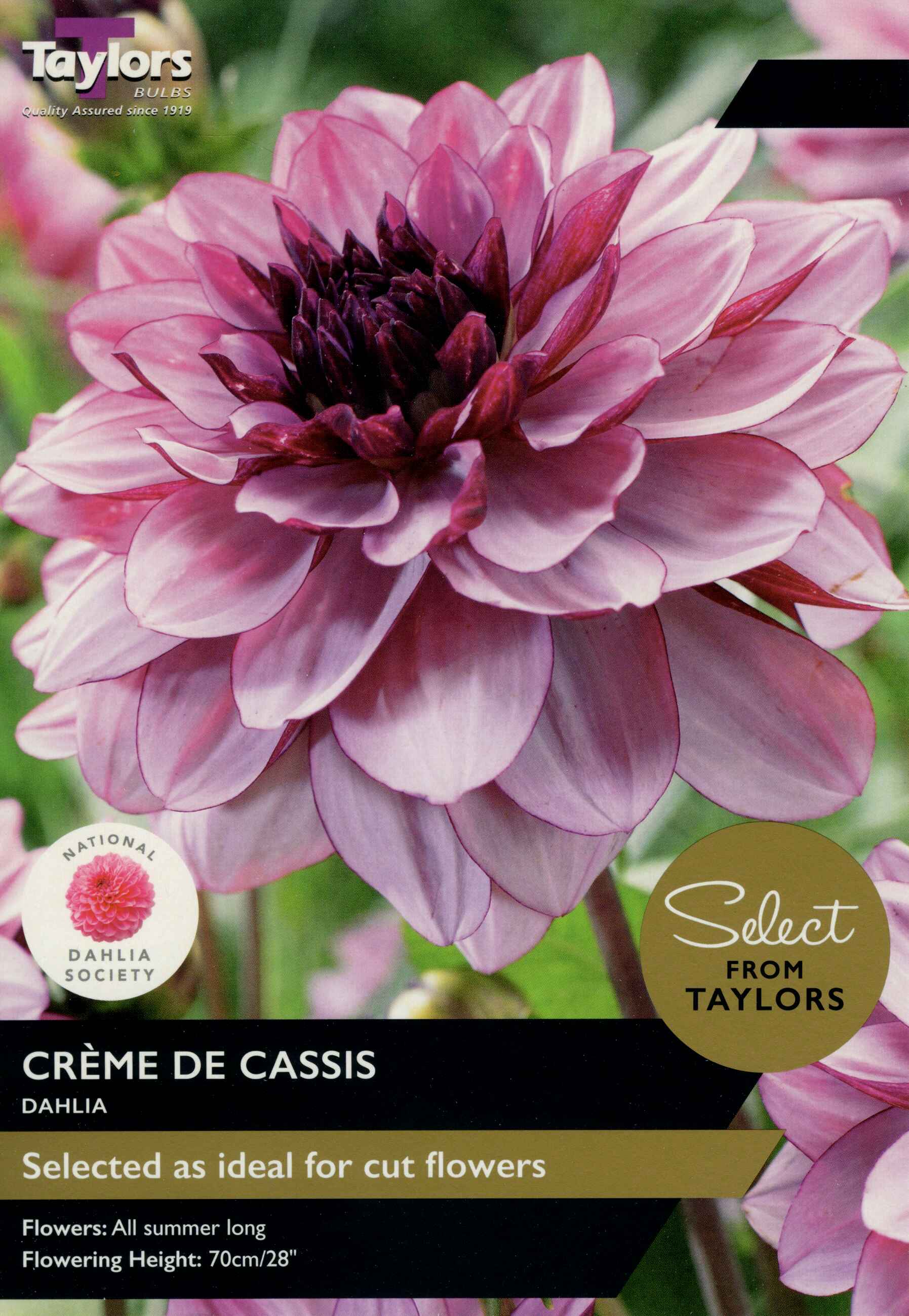 Taylor's Bulbs Dahlia Creme De Cassis Select Range