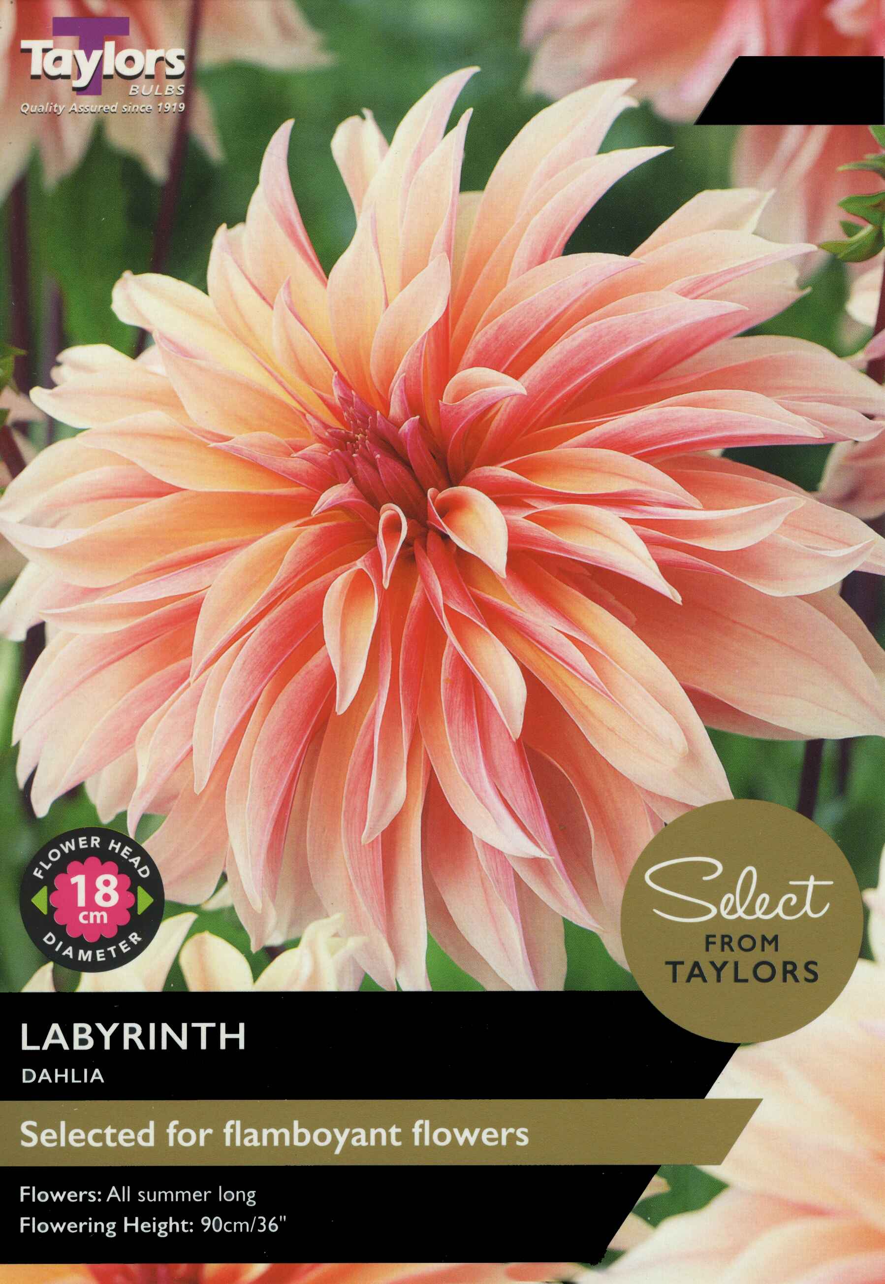 Taylor's Bulbs Dahlia Labyrinth Select Range