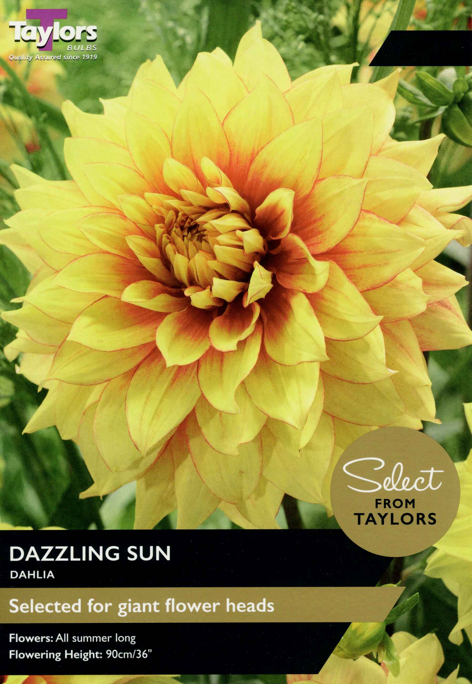 Taylor's Bulbs Dahlia Dazzling Sun Select Range