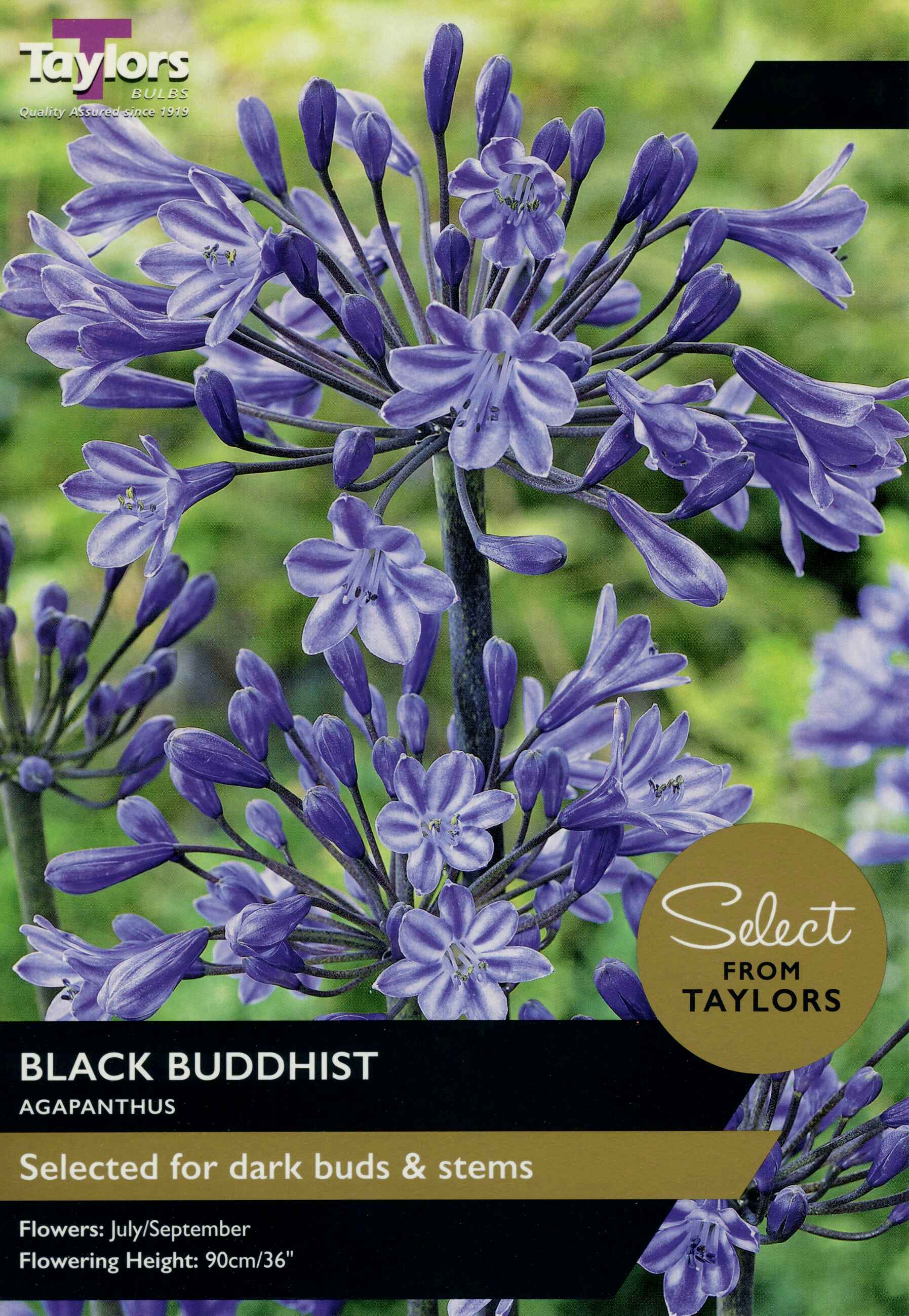 Taylor's Bulbs Agapanthus Black Buddhist Select Range