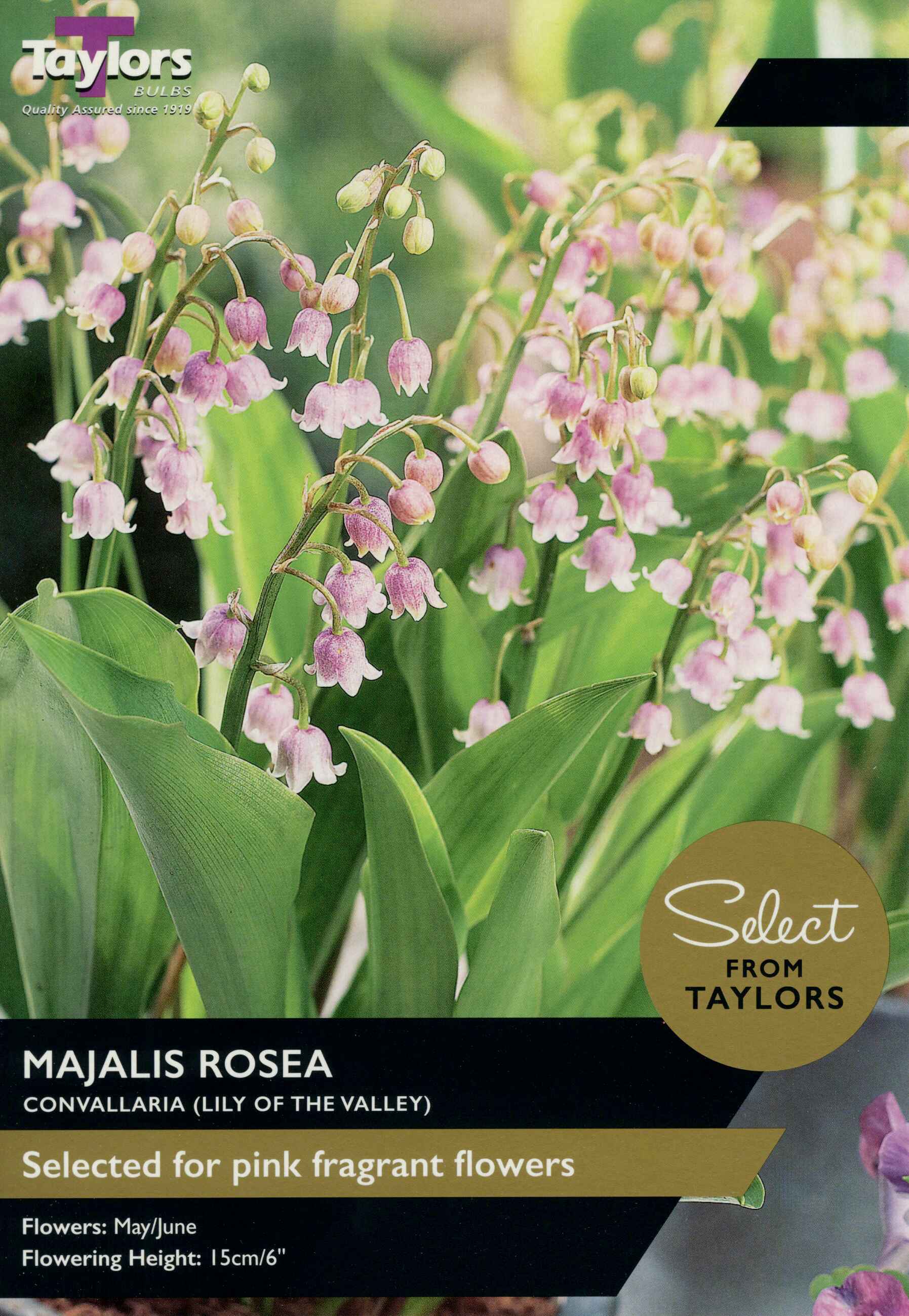 Taylor's Bulbs Convallaria Lily Of The Valley Majalis Rosea Select Range