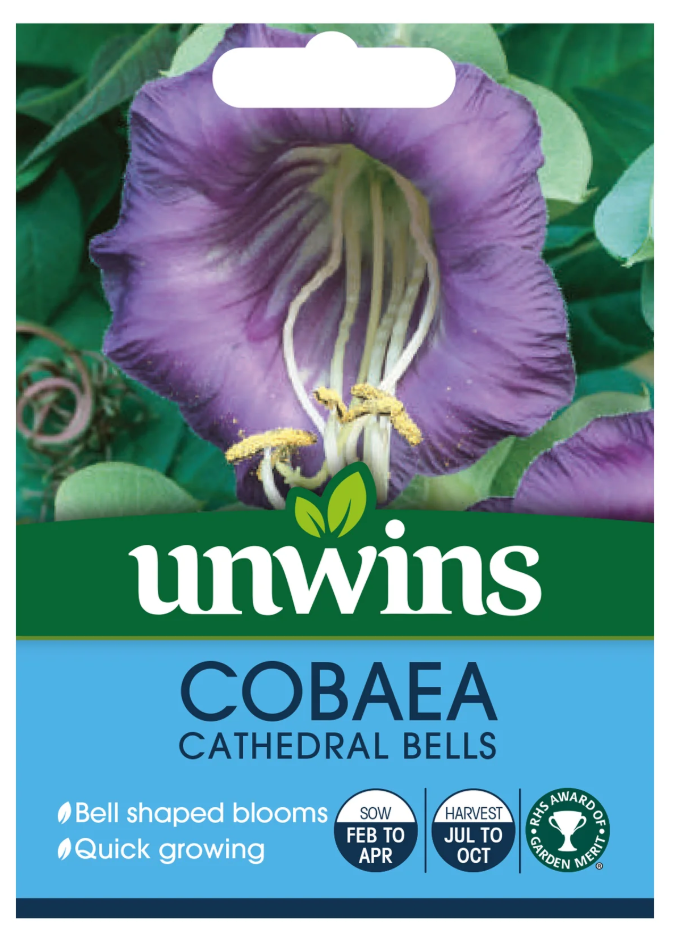 Unwins Cobaea Cathedral Bells Seeds
