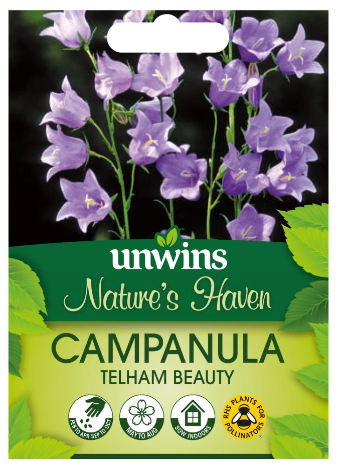 Nature's Haven Campanula Telham Beauty Seeds