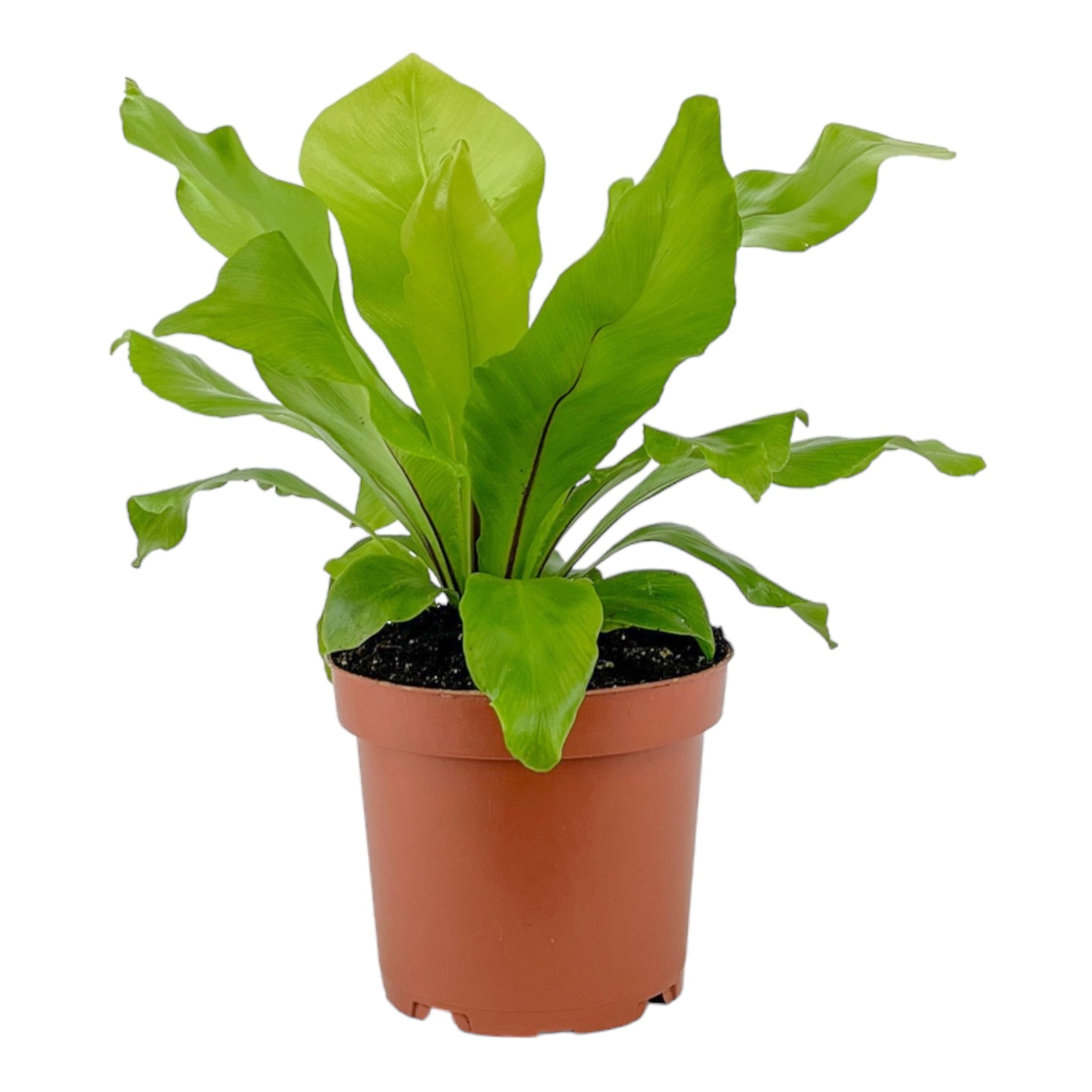 Asplenium Nidus