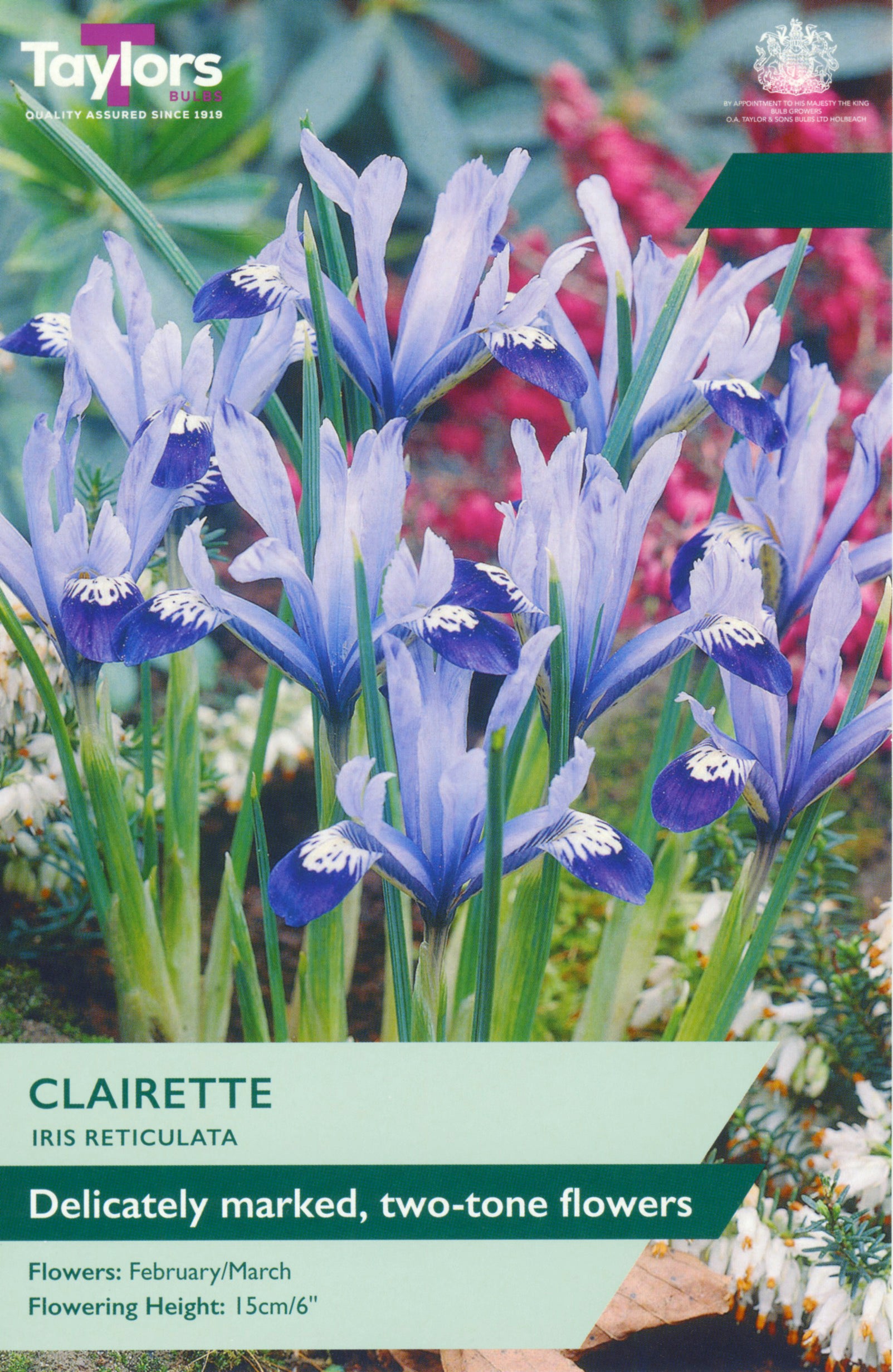 Taylor's Bulbs Iris Reticulata Clairette