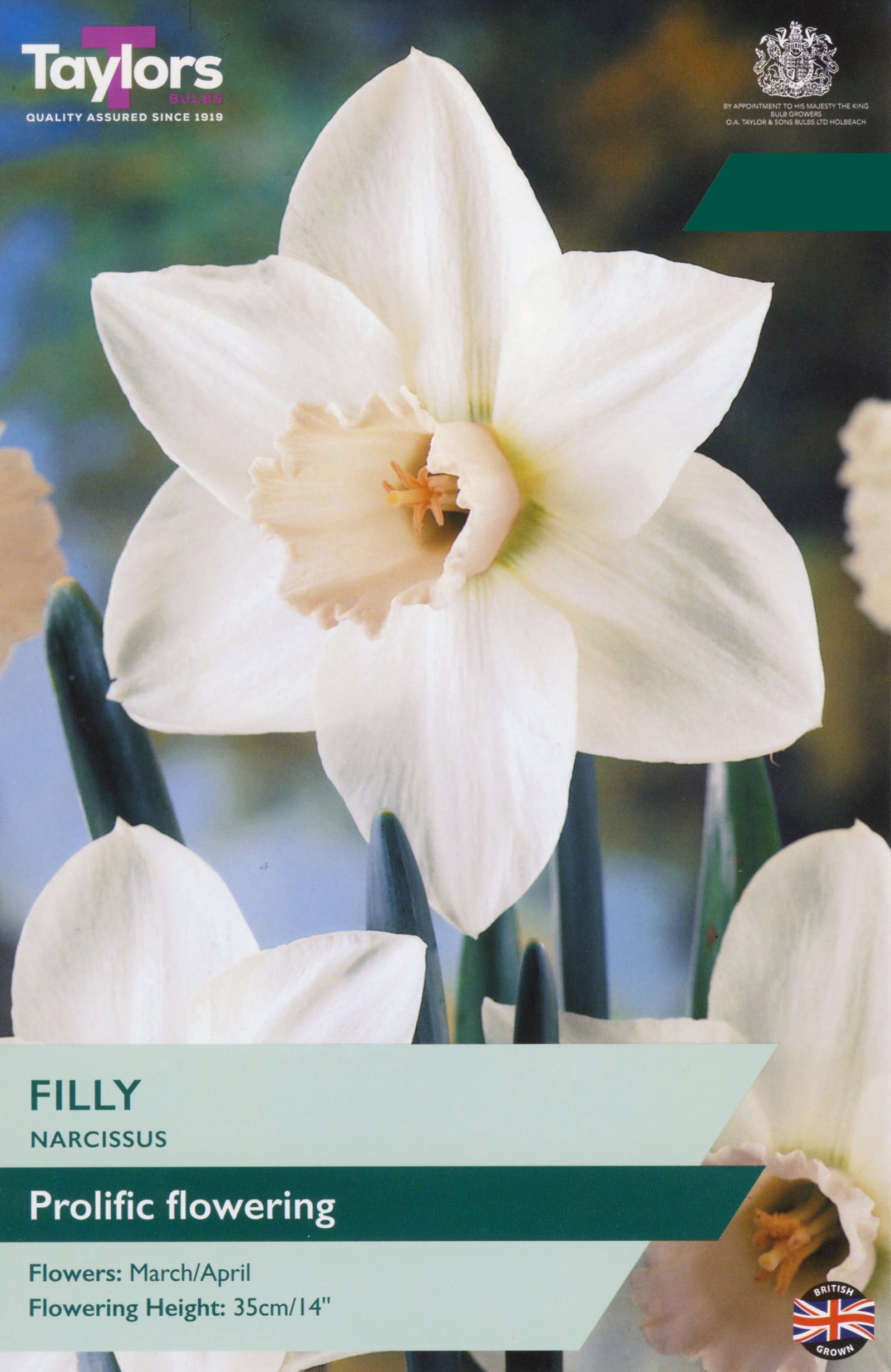 Taylor's Bulbs Choice Pack Narcissus Filly