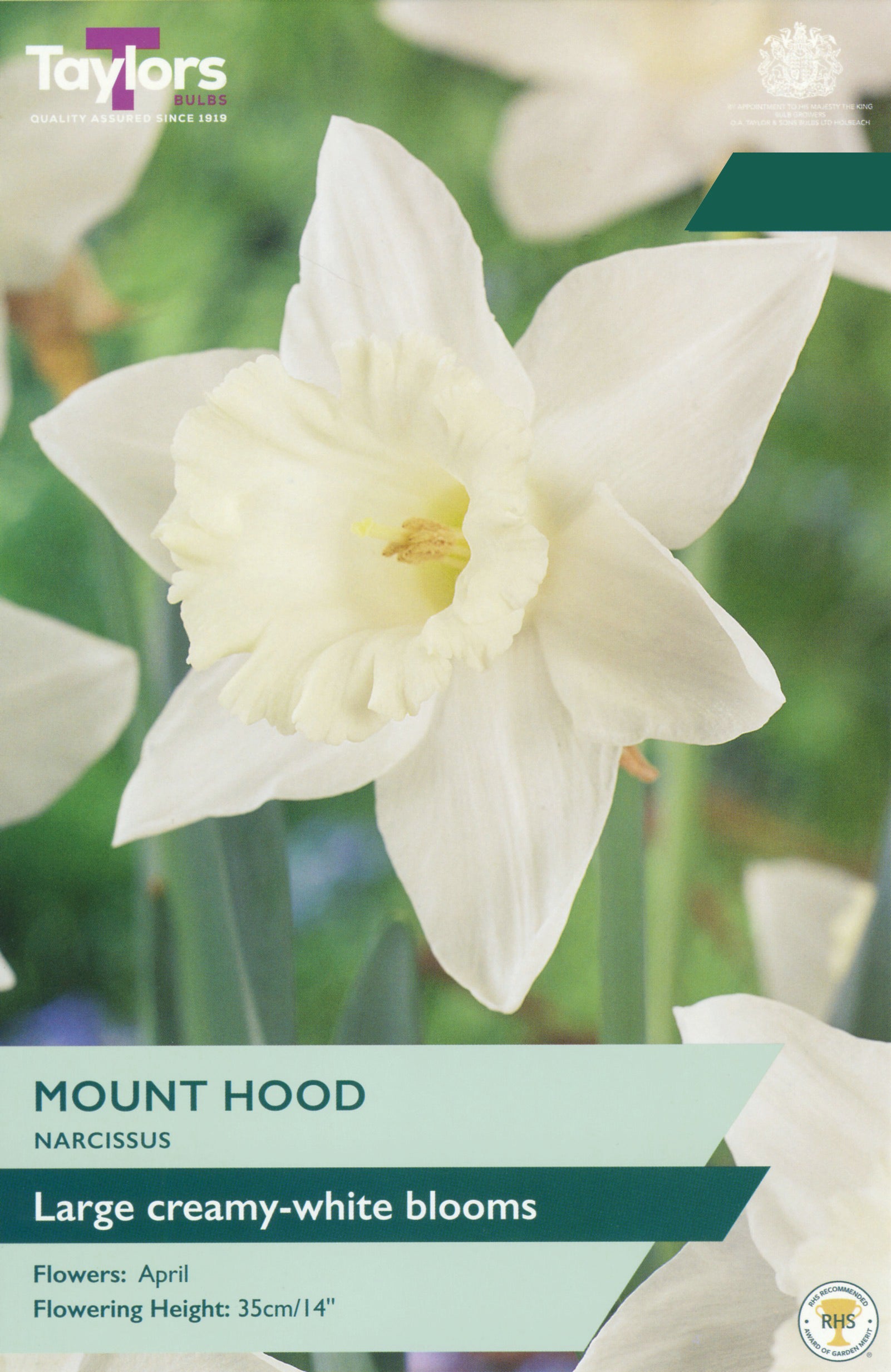 Taylor's Bulbs Choice Pack Narcissus Mount Hood