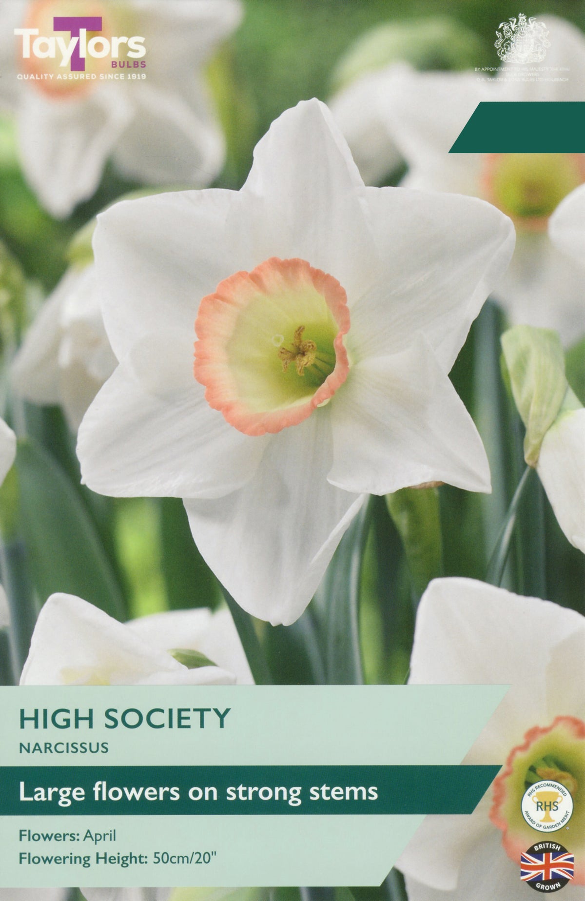 Taylor's Bulbs Choice Pack Narcissus High Society