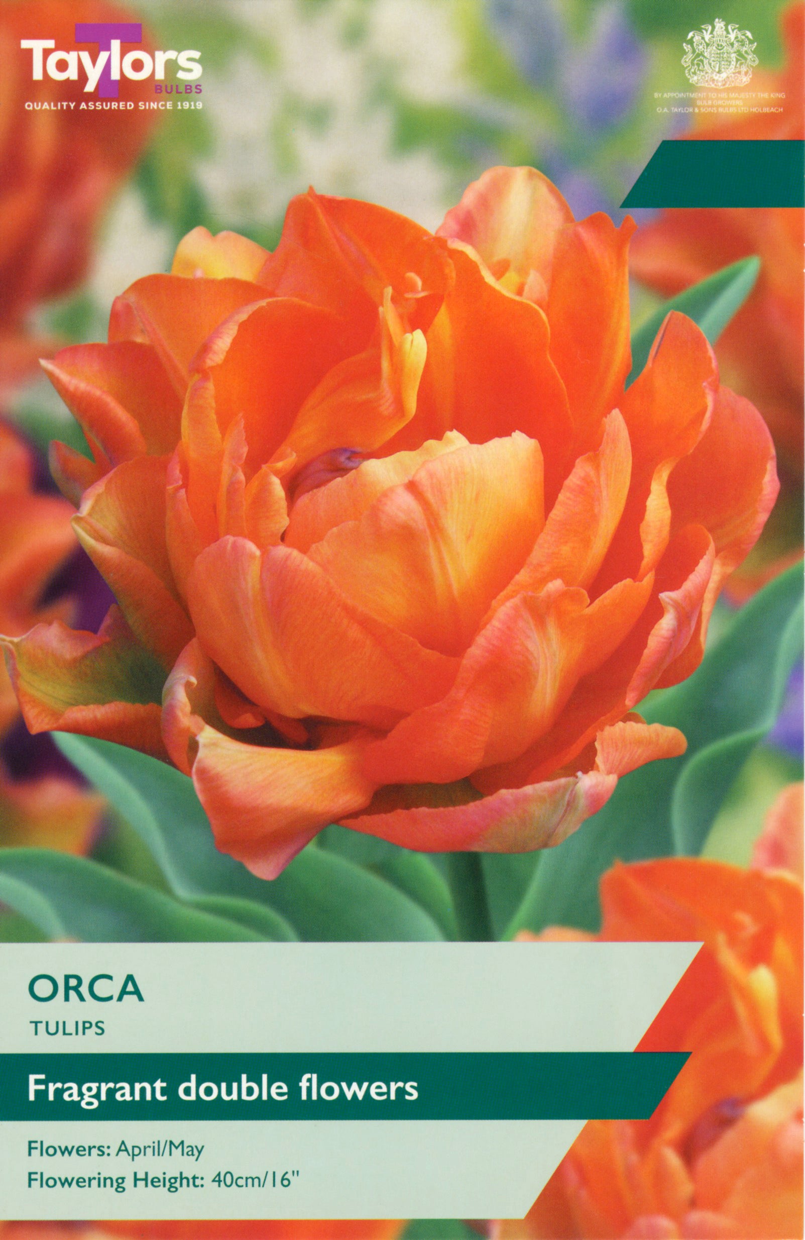 Taylor's Bulbs Tulip Orca