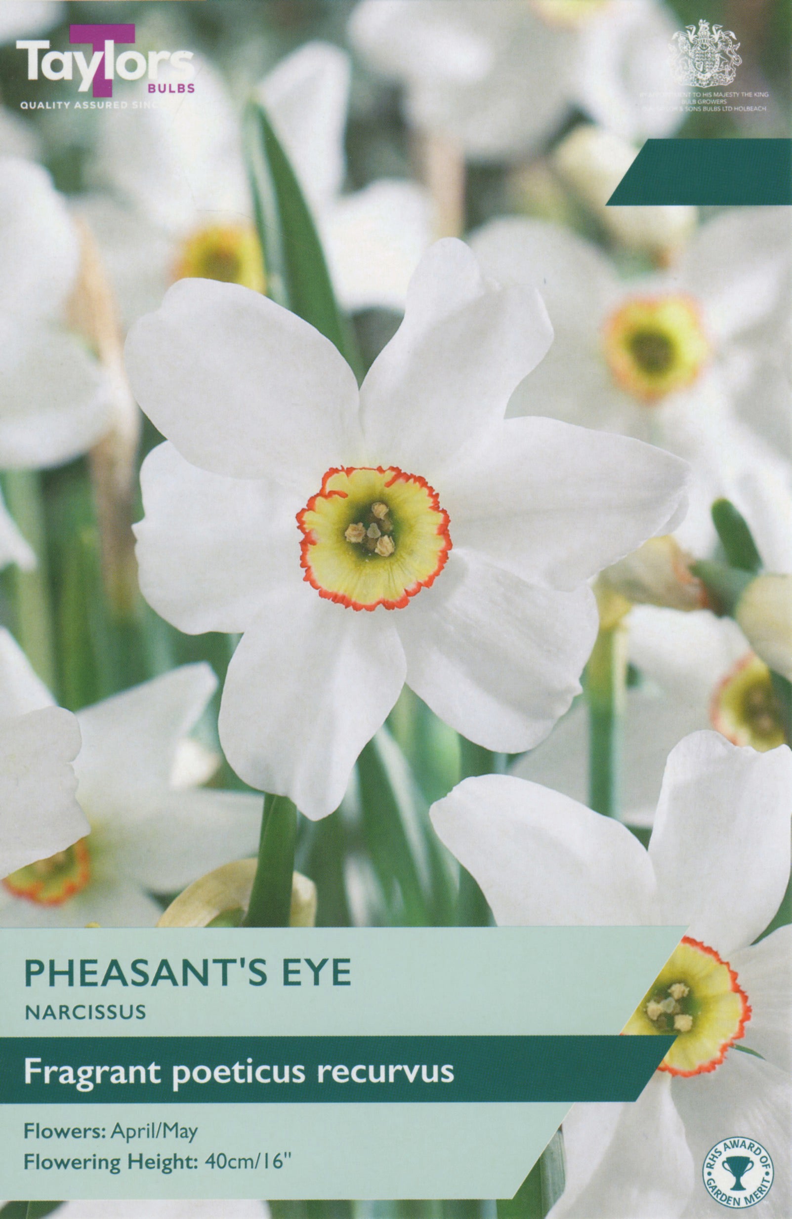 Taylor's Bulbs Narcissus Pheasant's Eye