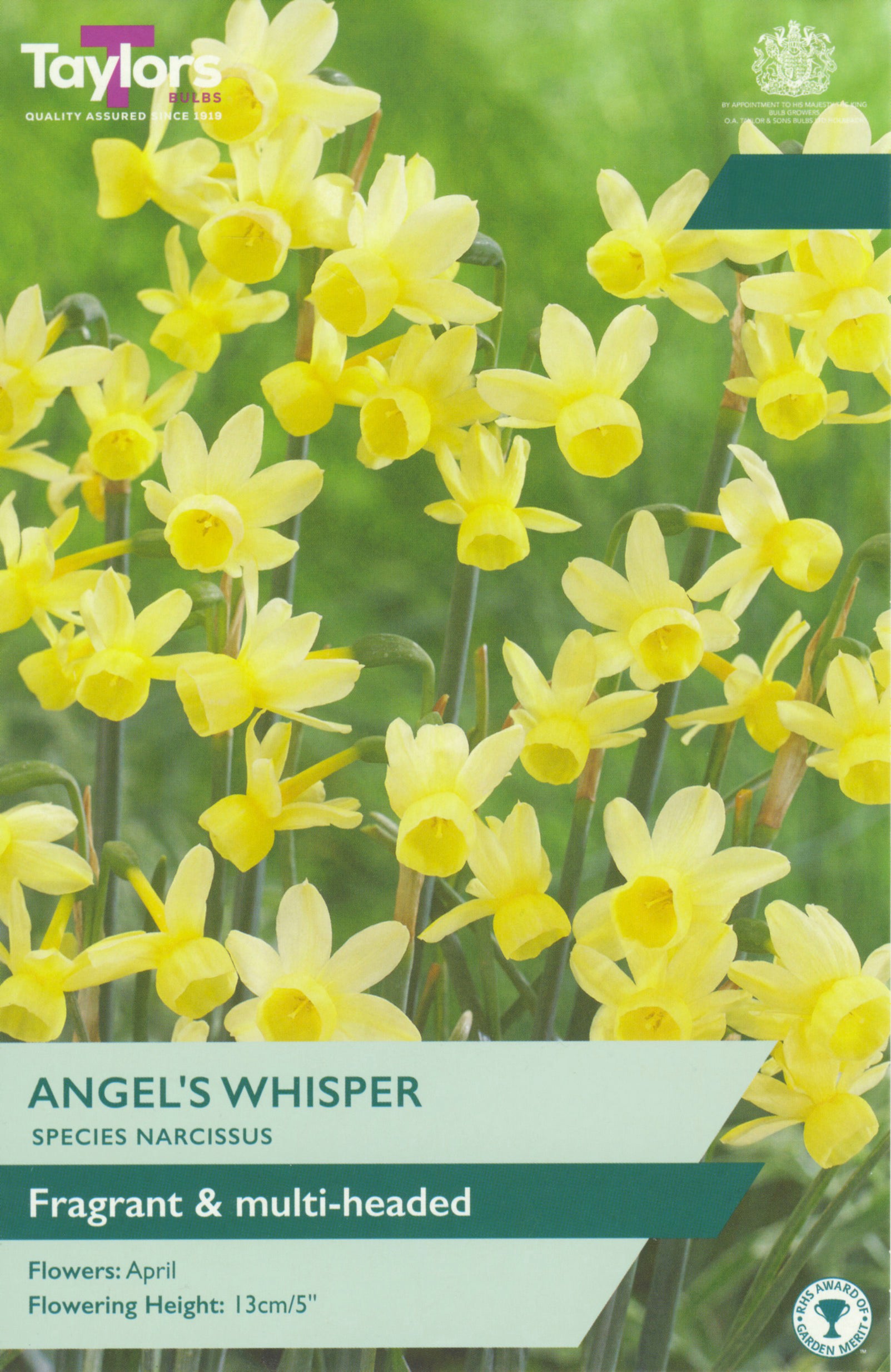 Taylor's Bulbs Narcissus Angels Whisper