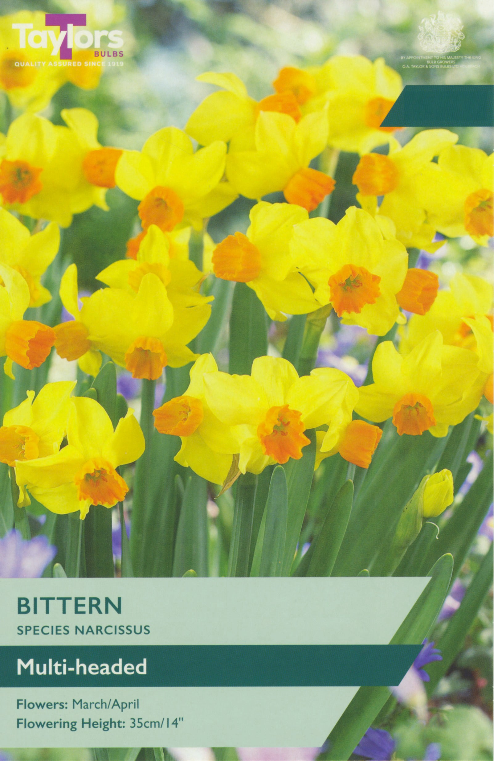 Taylor's Bulbs Narcissus Bittern