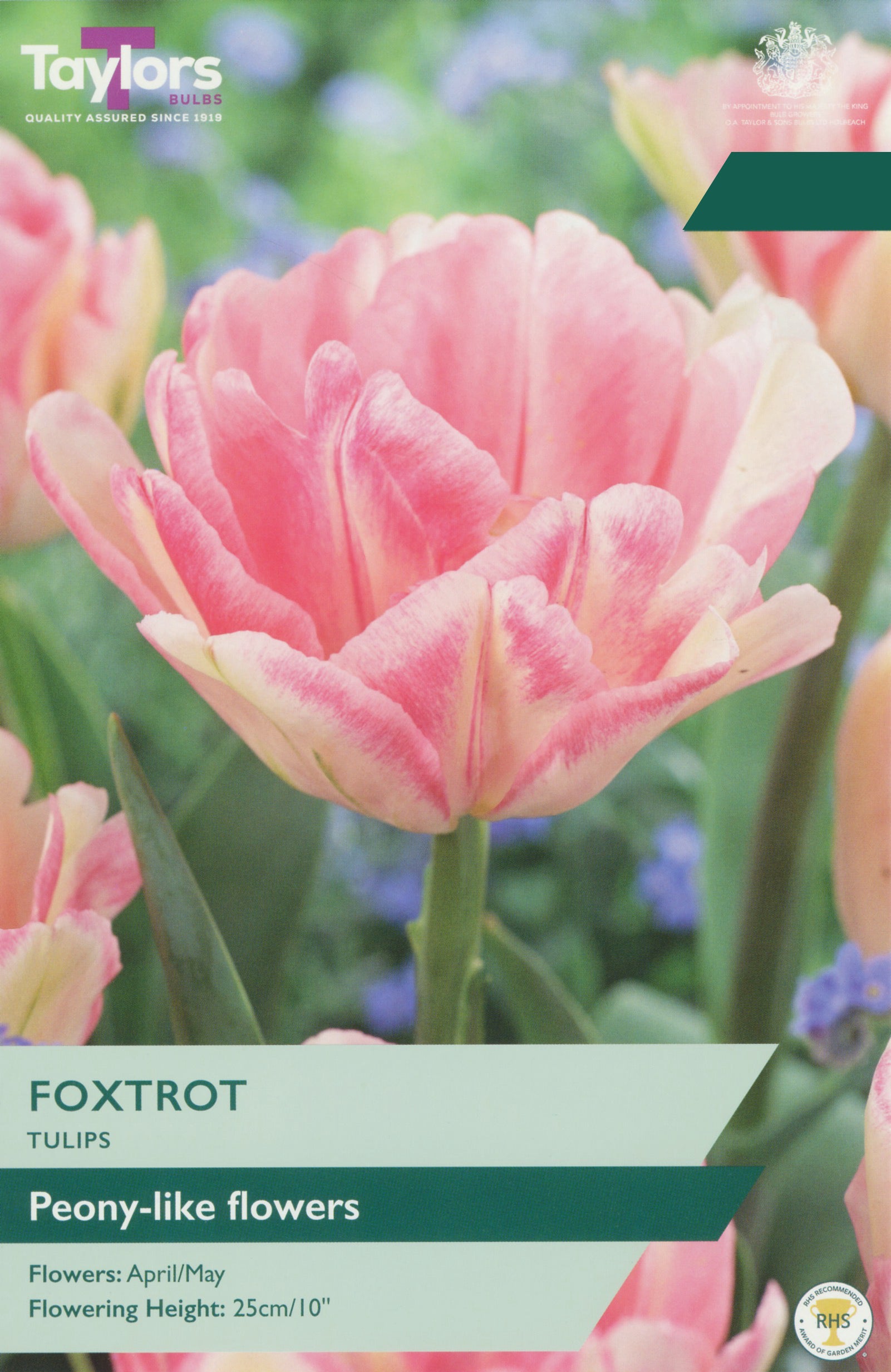 Taylor's Bulbs Choise Pack Tulip Foxtrot