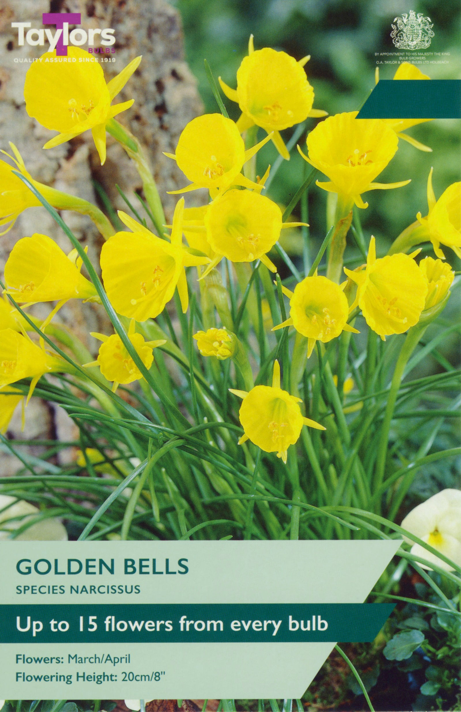Taylor's Bulbs Narcissus Golden Bells