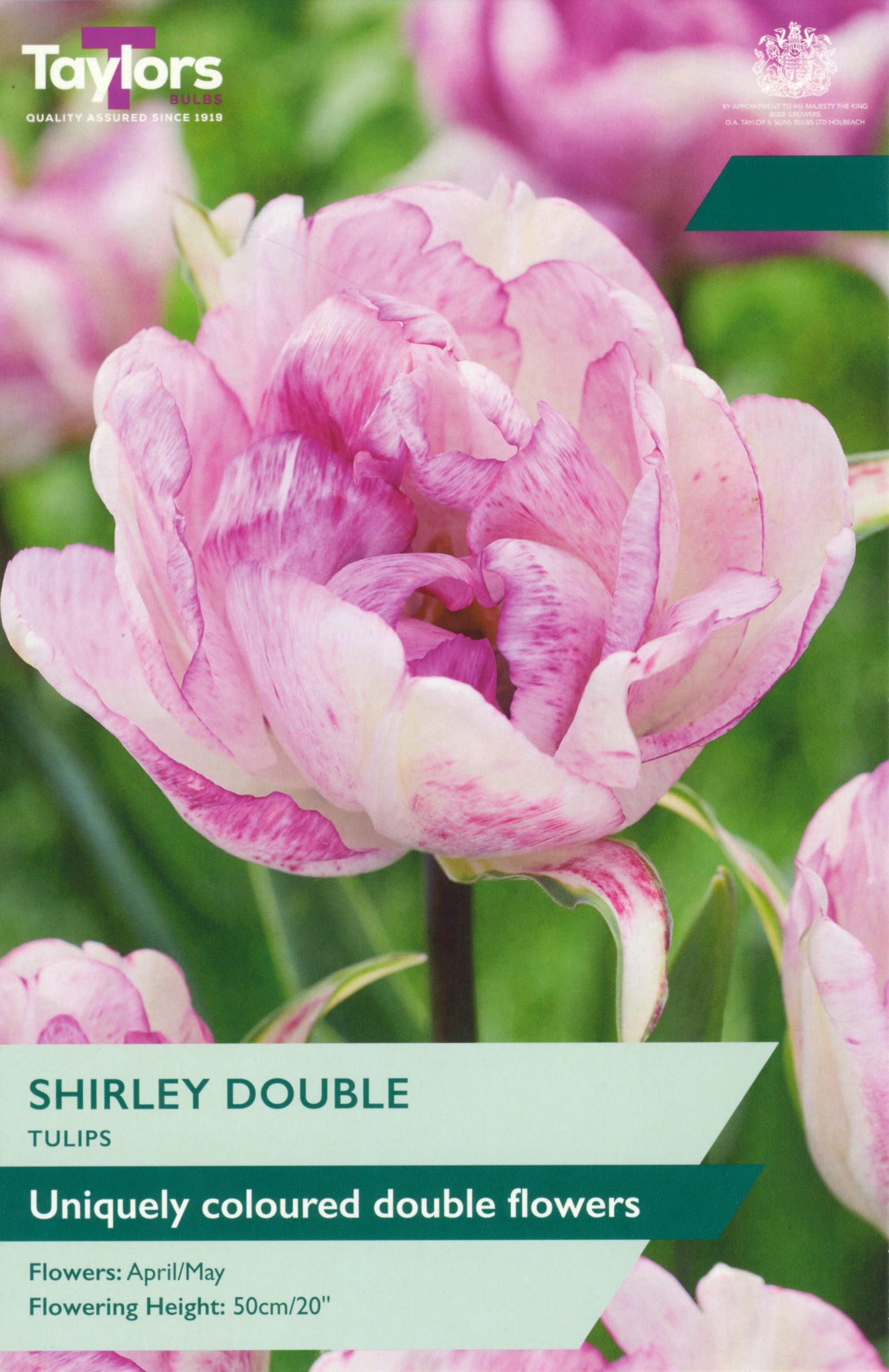 Taylor's Bulbs Tulip Shirley Double